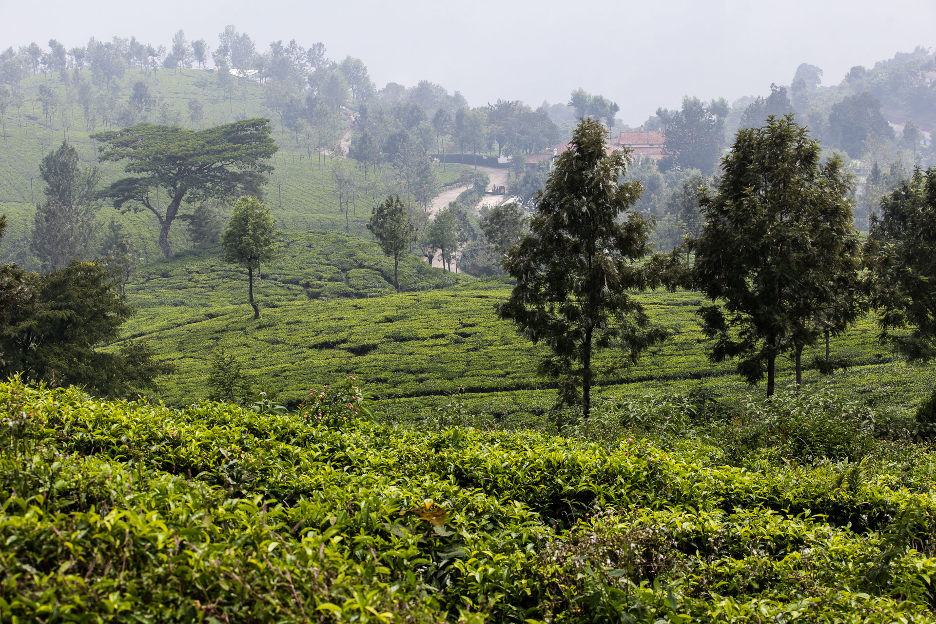 Autour de Ooty