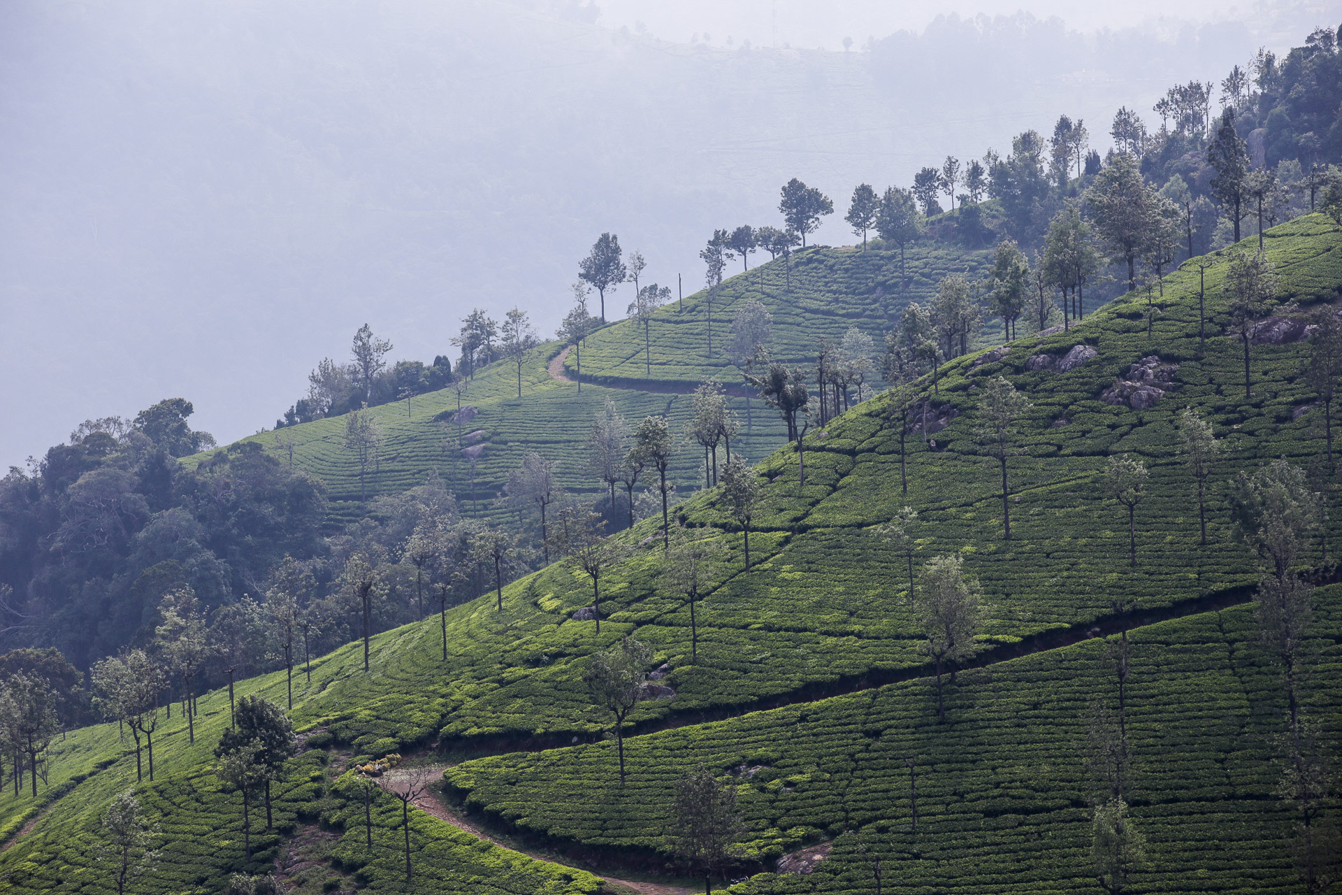 Autour de Ooty