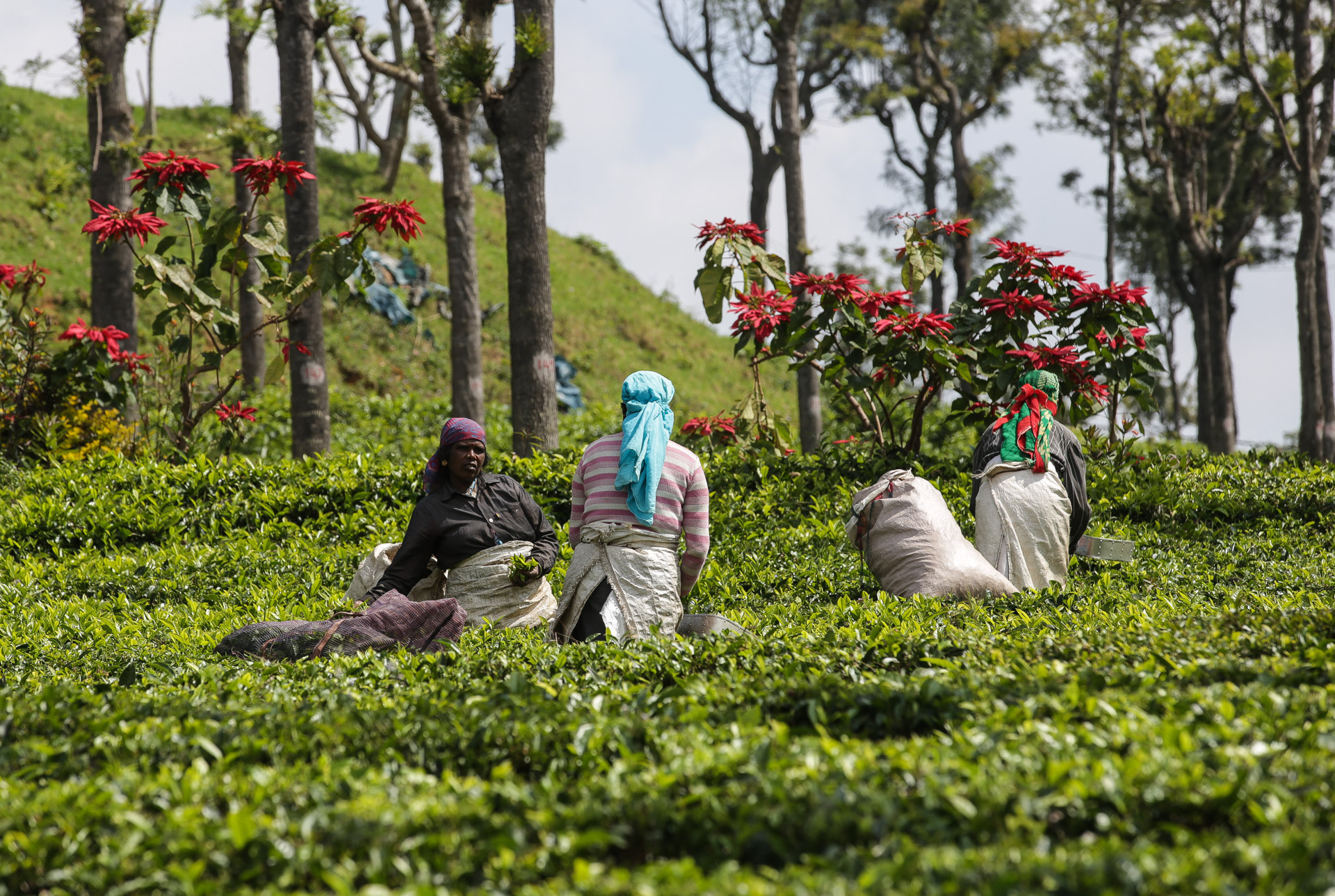 Autour de Ooty