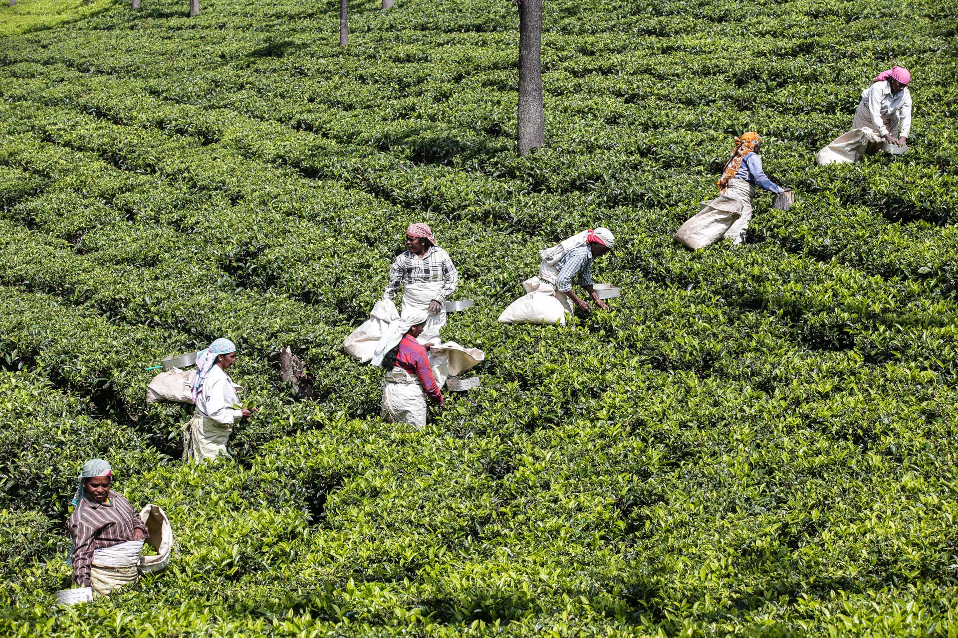 Autour de Ooty