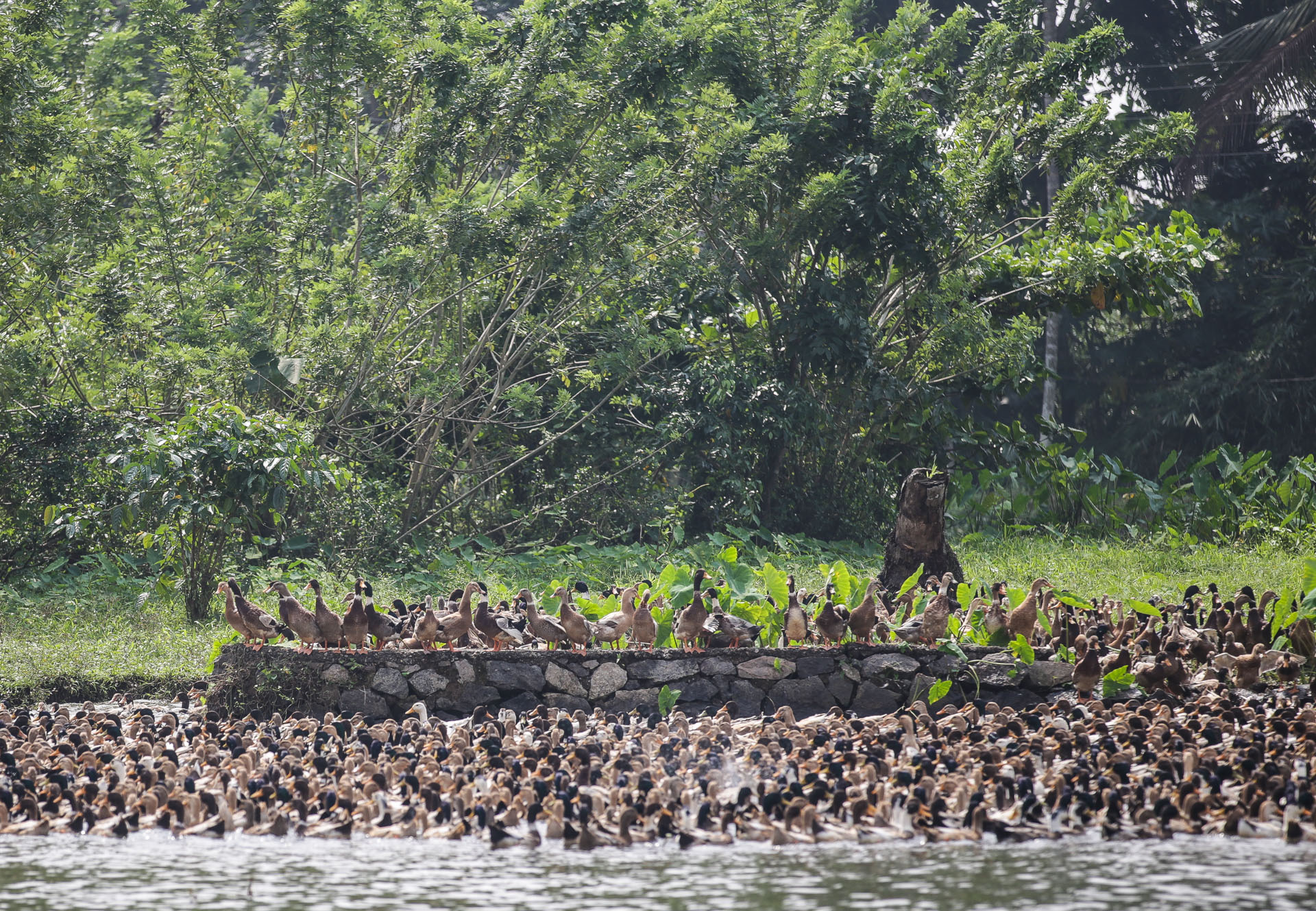 Backwaters Kerala voyage en Inde
