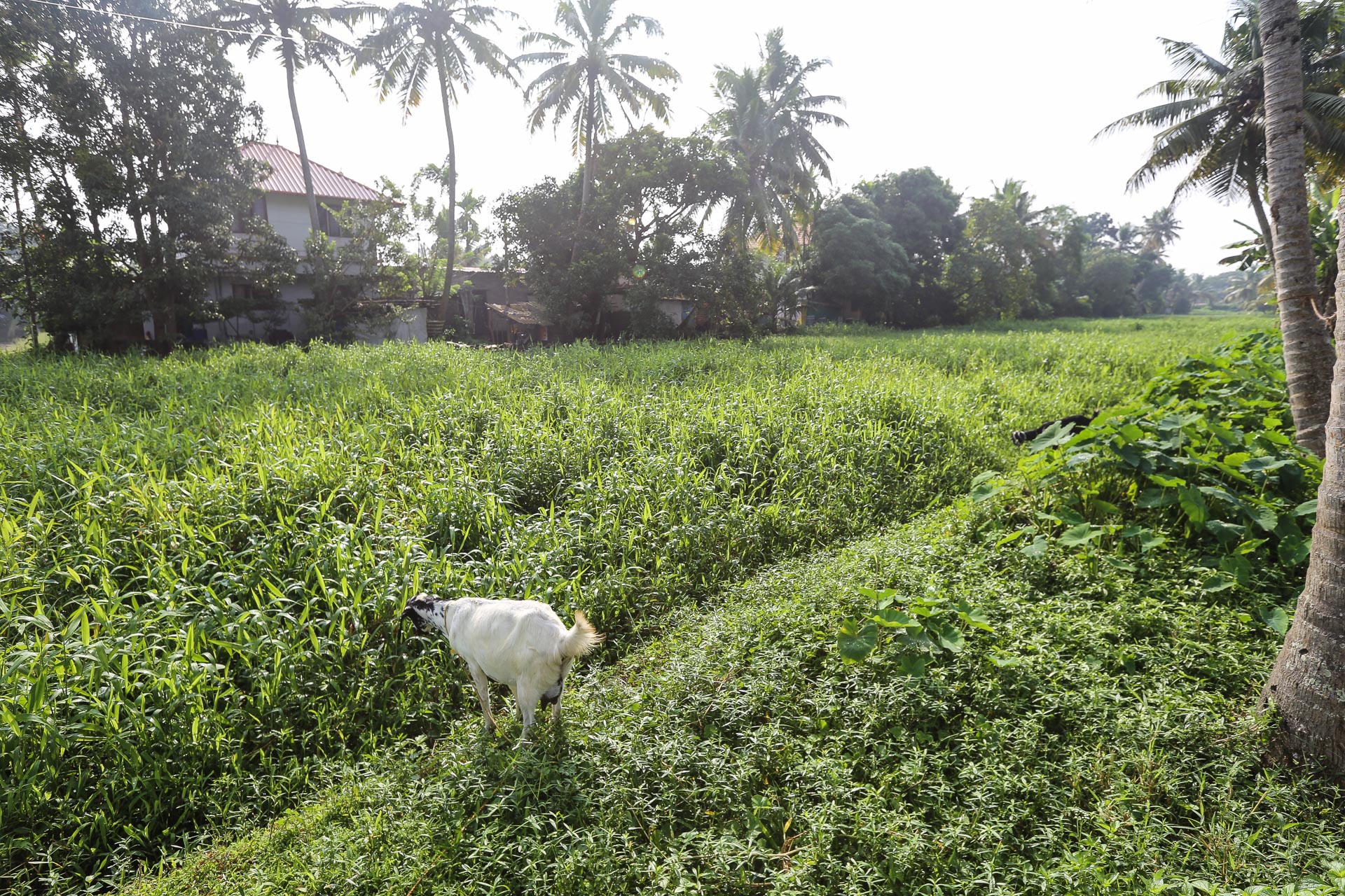 Les Backwaters du Kerala