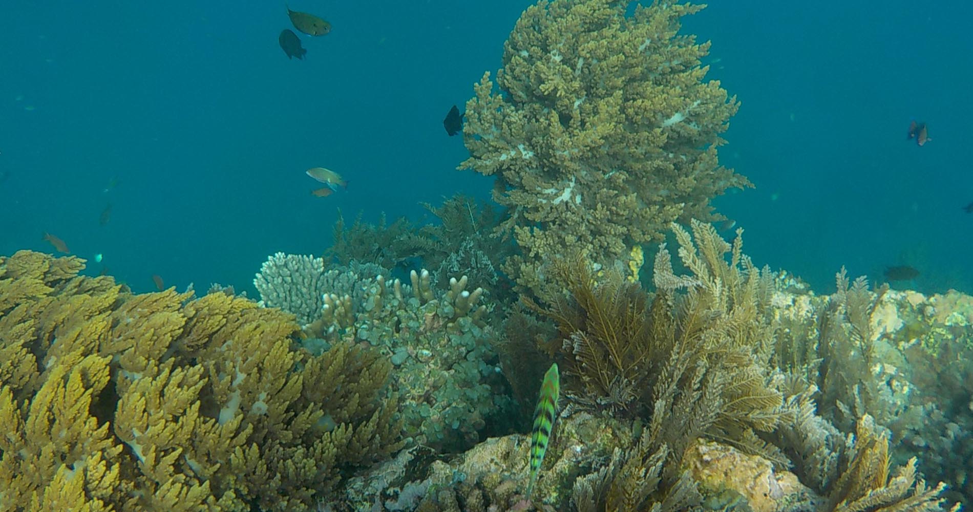 sortie snorkeling à Menjangan