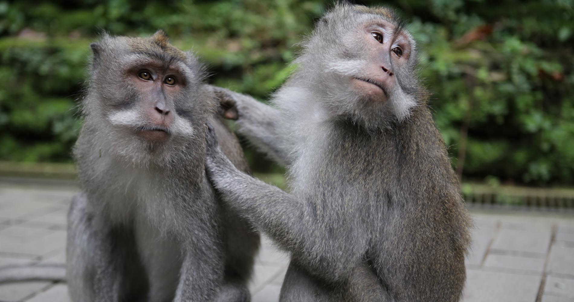 Monkey Forest d’Ubud