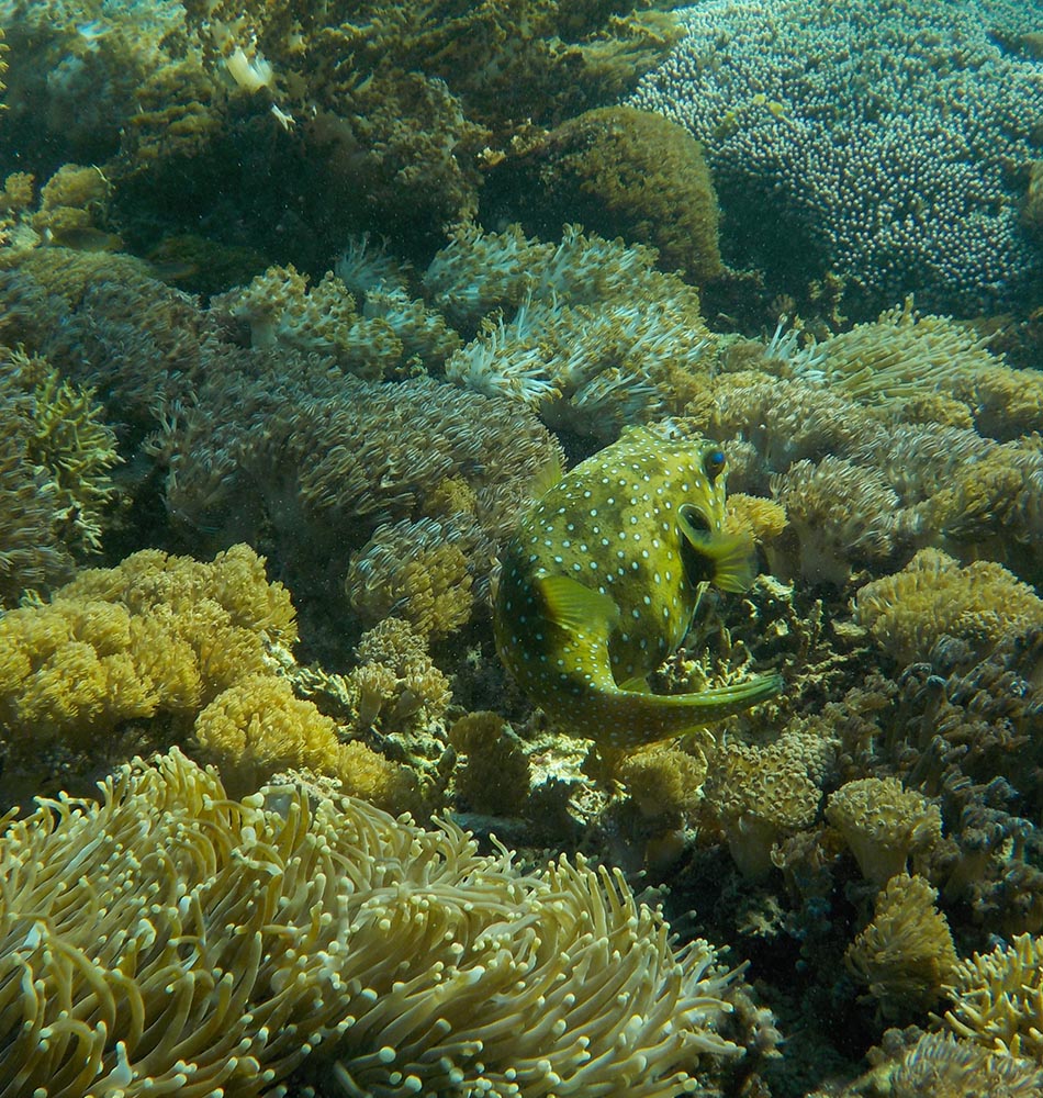 poisson coffre