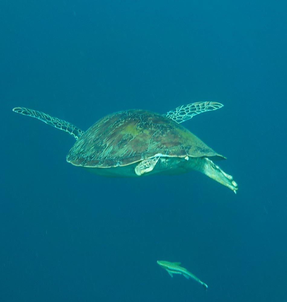 Snorkelling