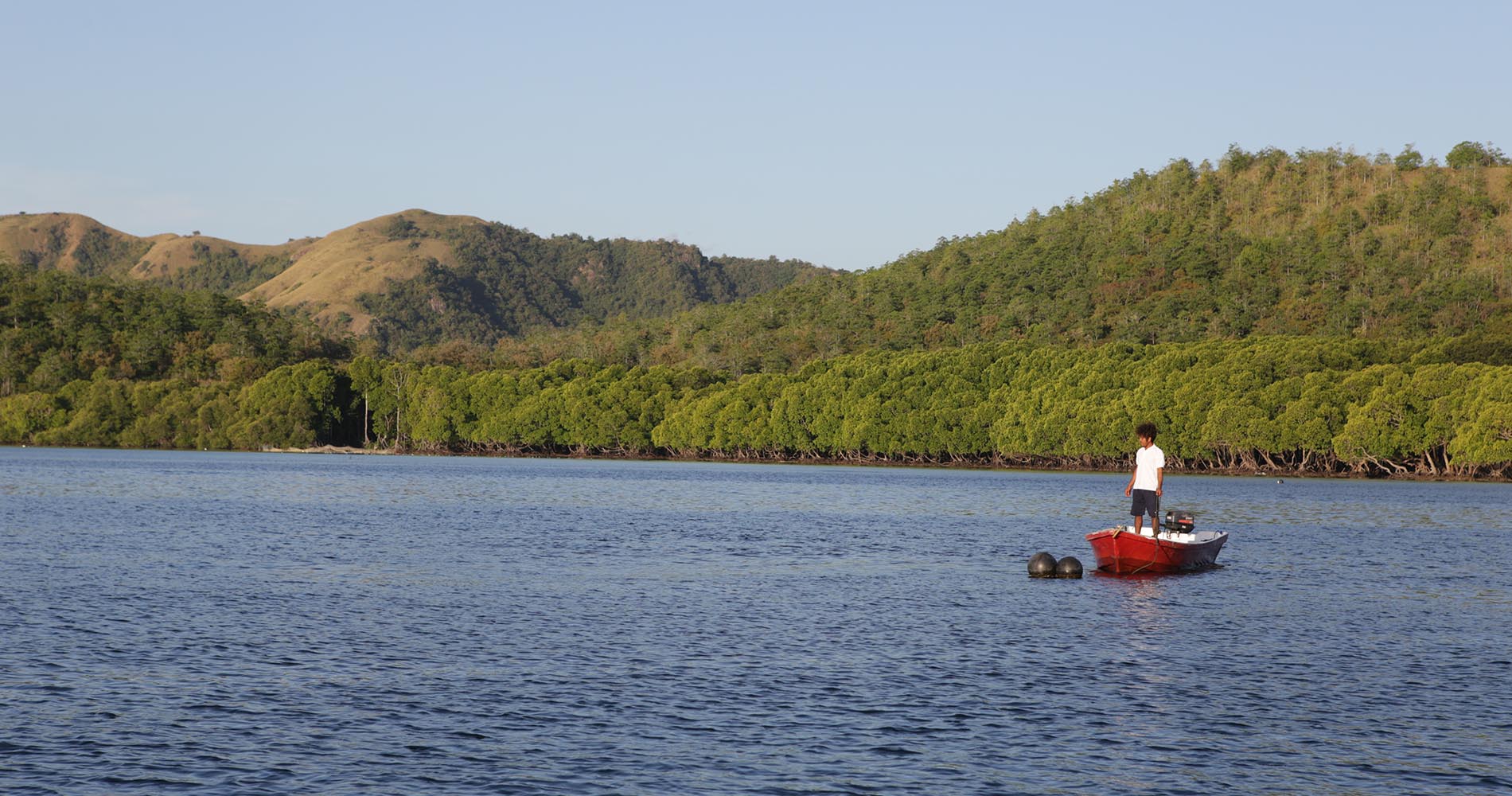 mangrove à Komodo