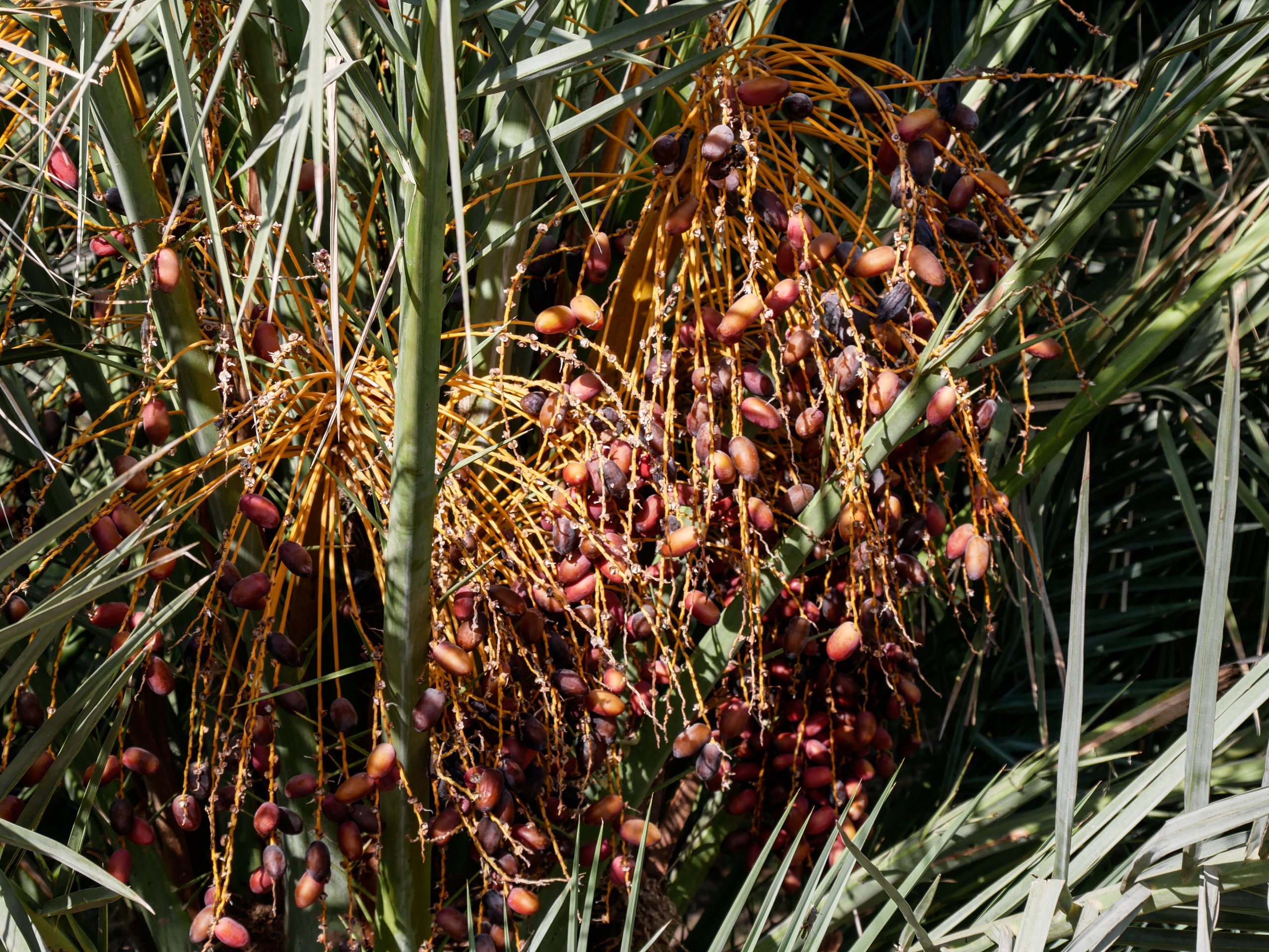 Dattes dans l'oasis de Garmeh