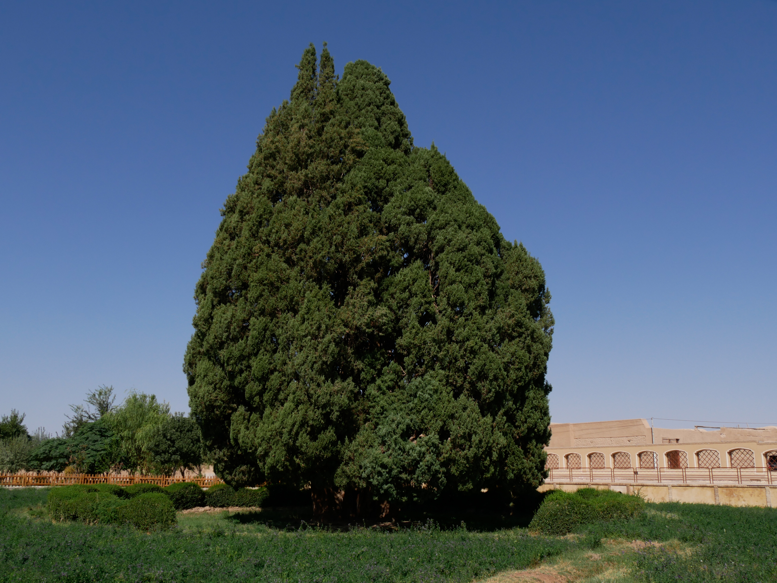 Le cyprès Abarkuh