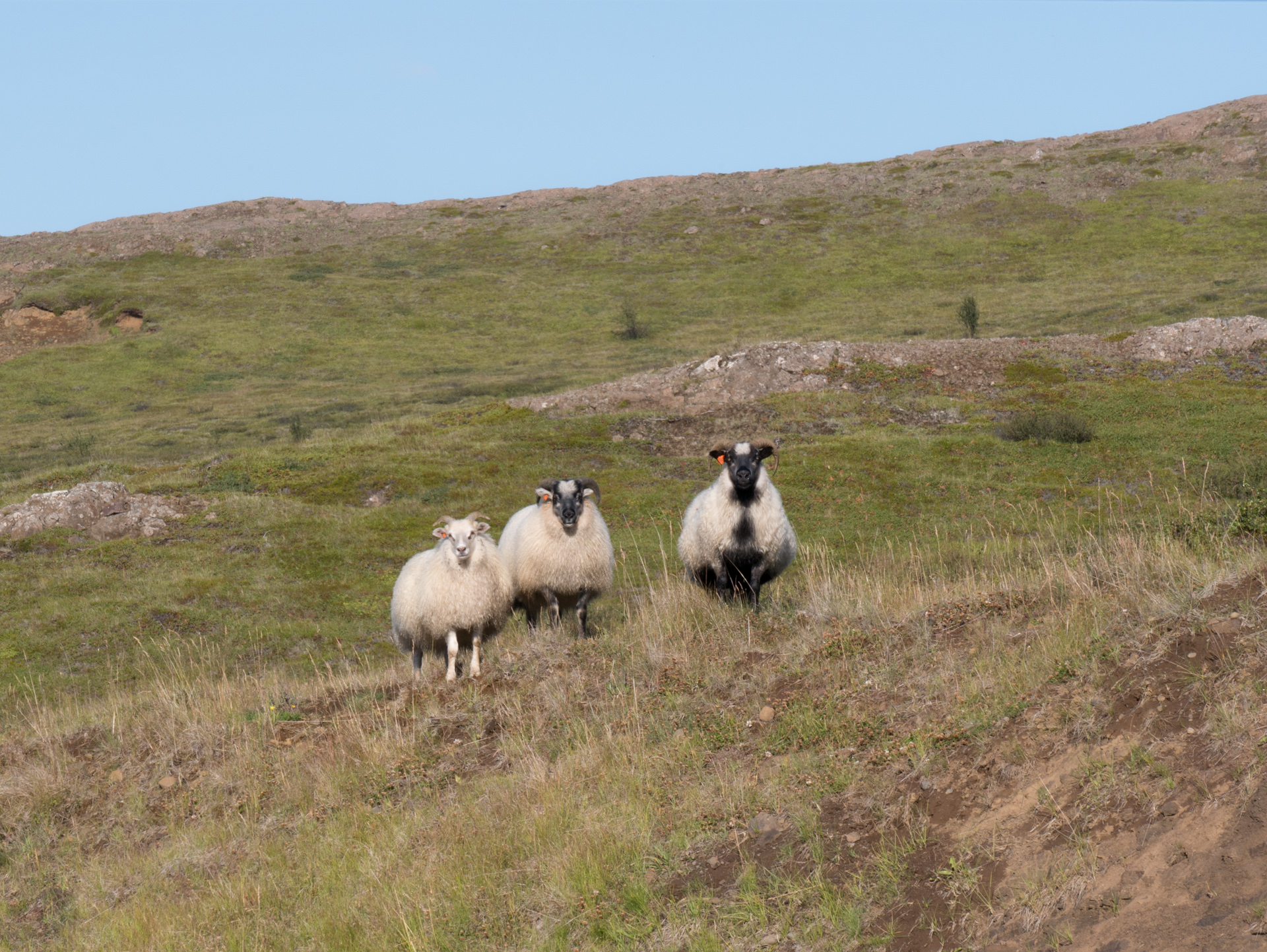 Les moutons en liberté Islande