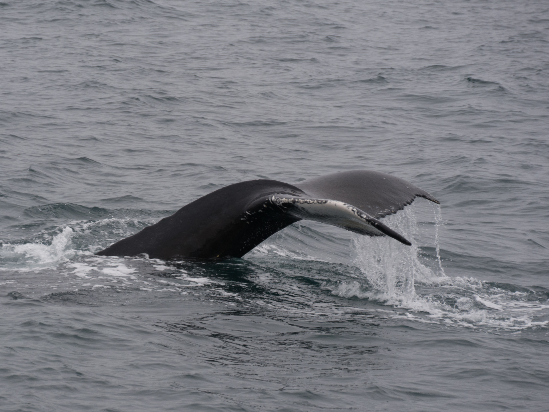 Husavik baleines à bosse