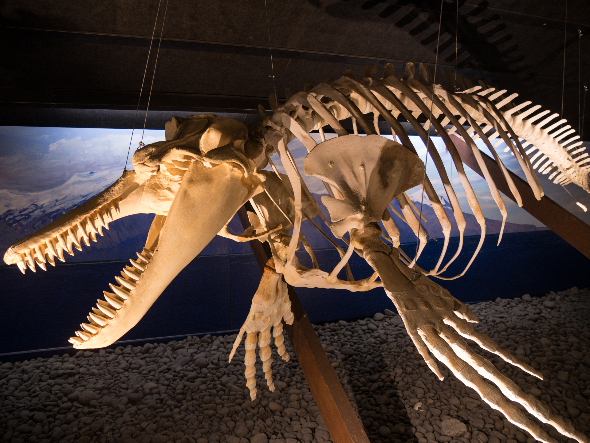 Husavik musée de la baleine