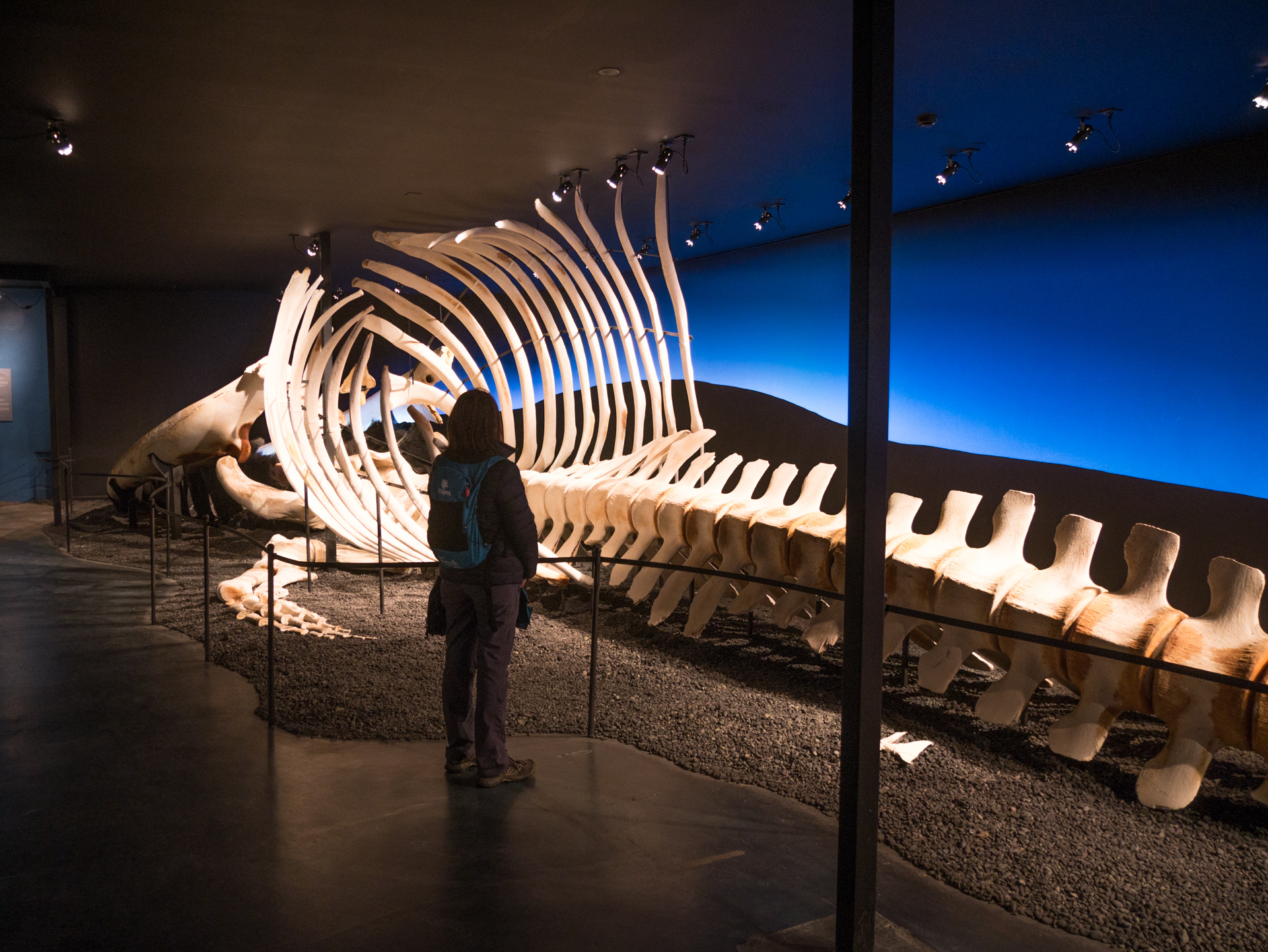 Husavik musée de la baleine