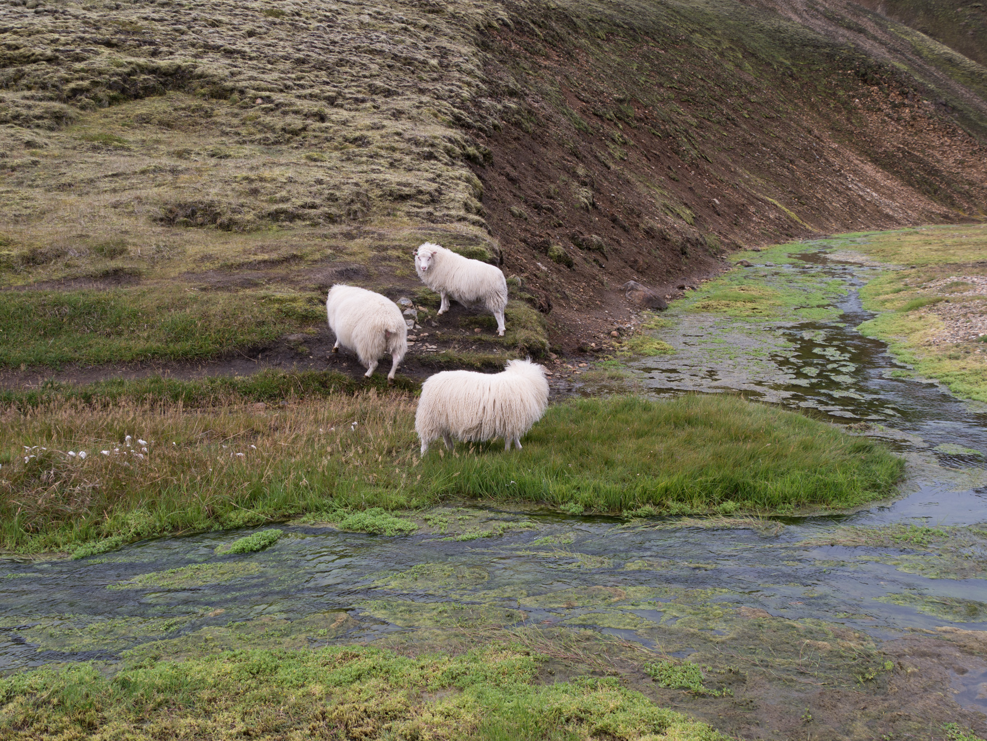 Montons Landmannalaugar