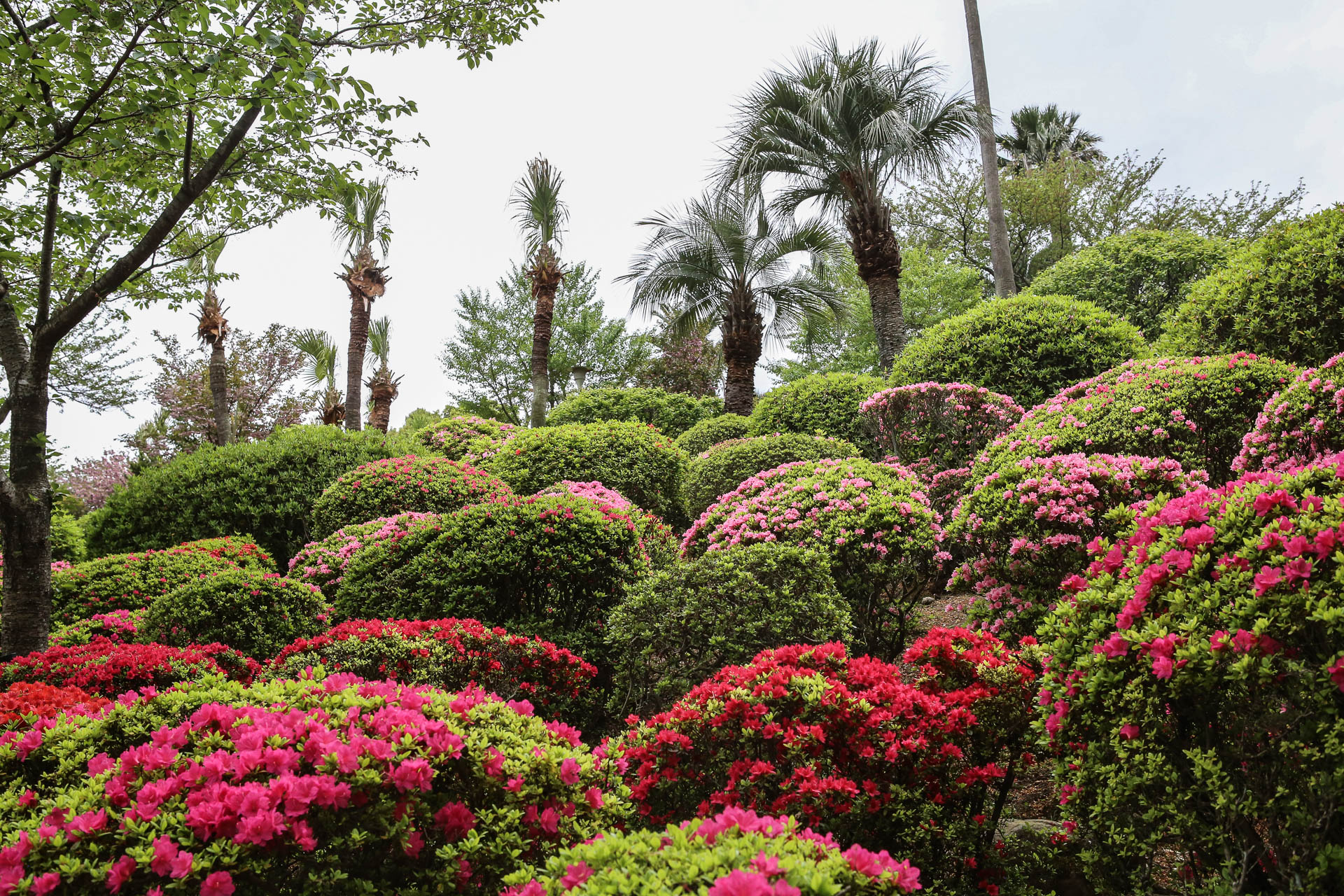 Azalées en fleur à Beppu