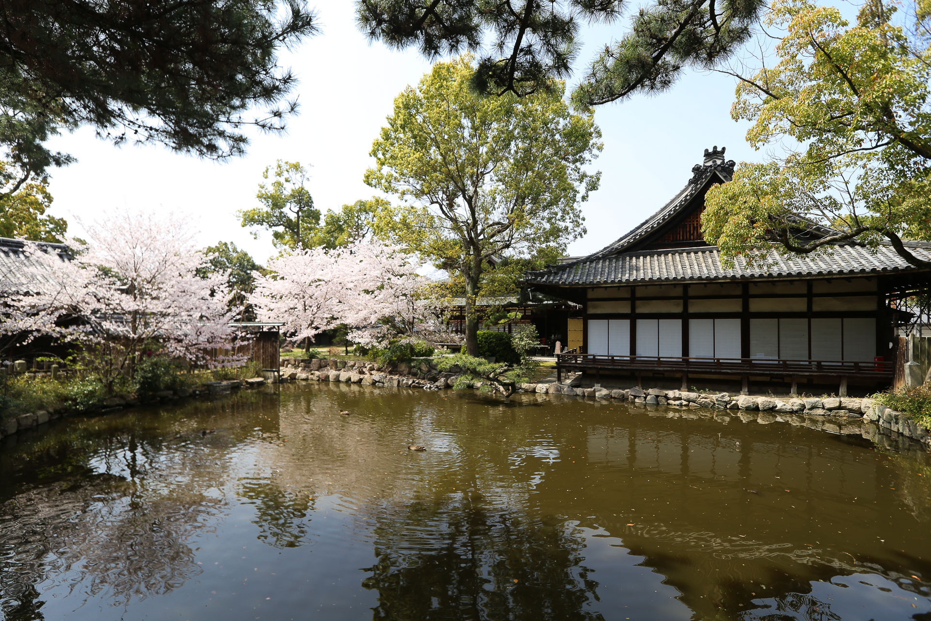 parc Sumiyoshi Taisha premier sakura