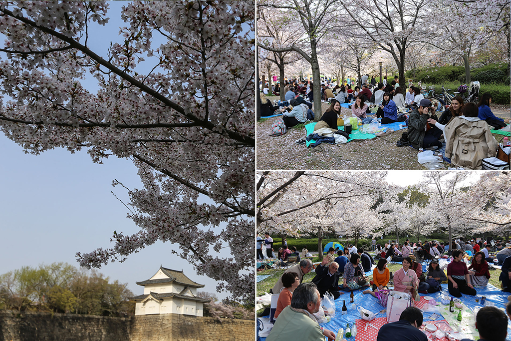 parc chateau osaka pique nique sakura