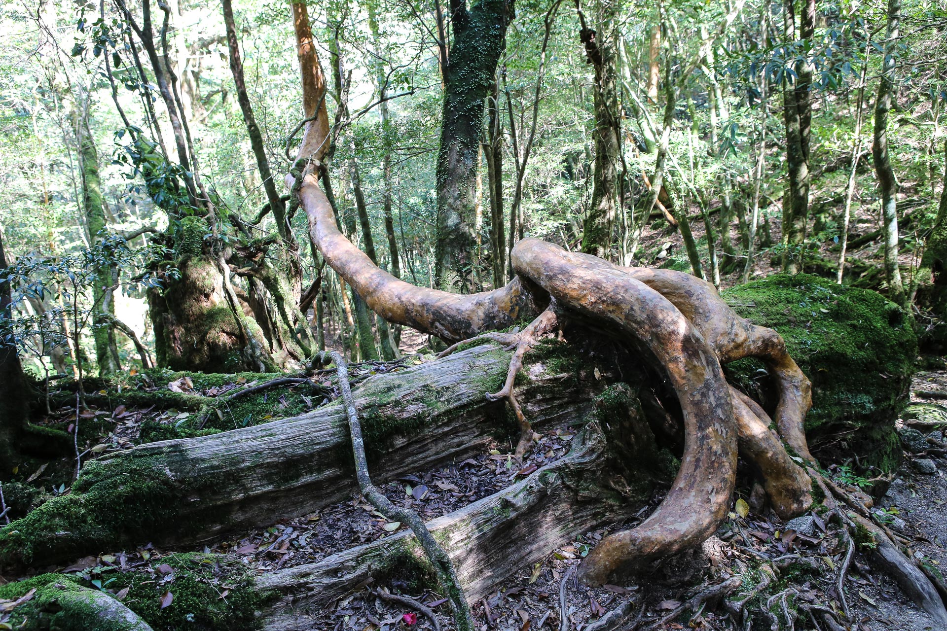 forêt de Shiratani Unsuikyo