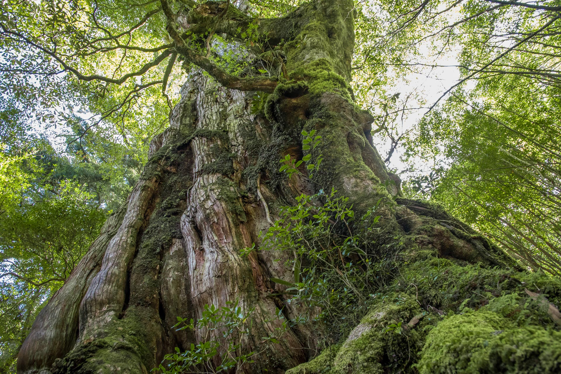 Sur l’île de Yakushima