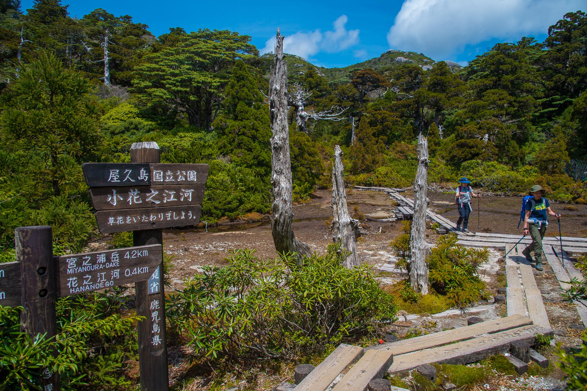 Sur l’île de Yakushima