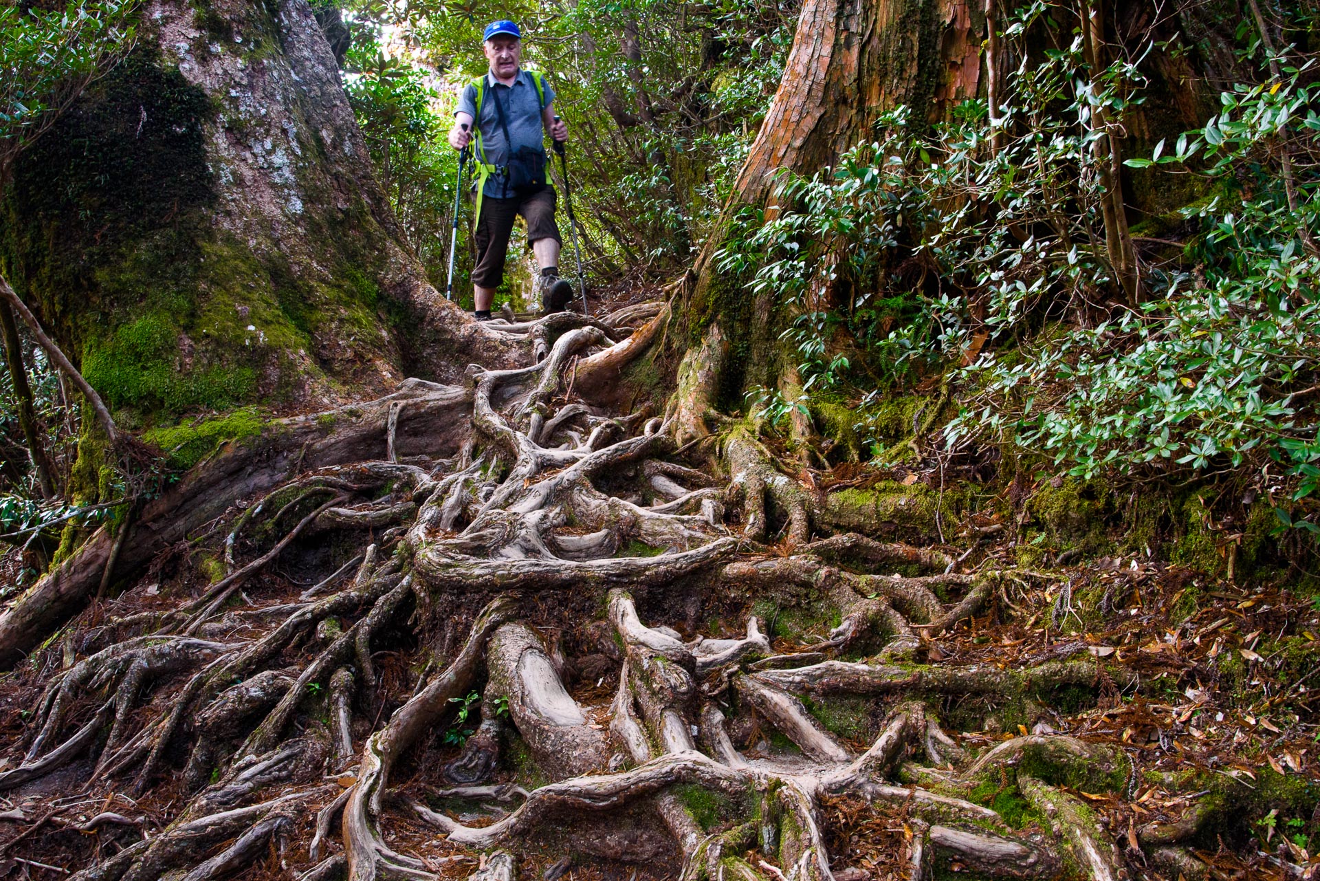 Sur l’île de Yakushima