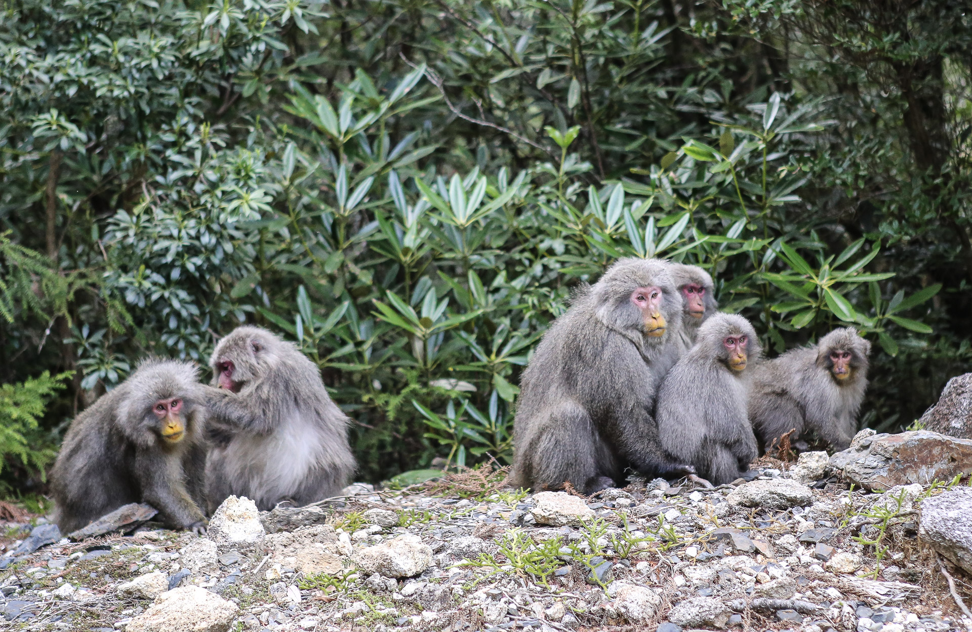 Sur l’île de Yakushima