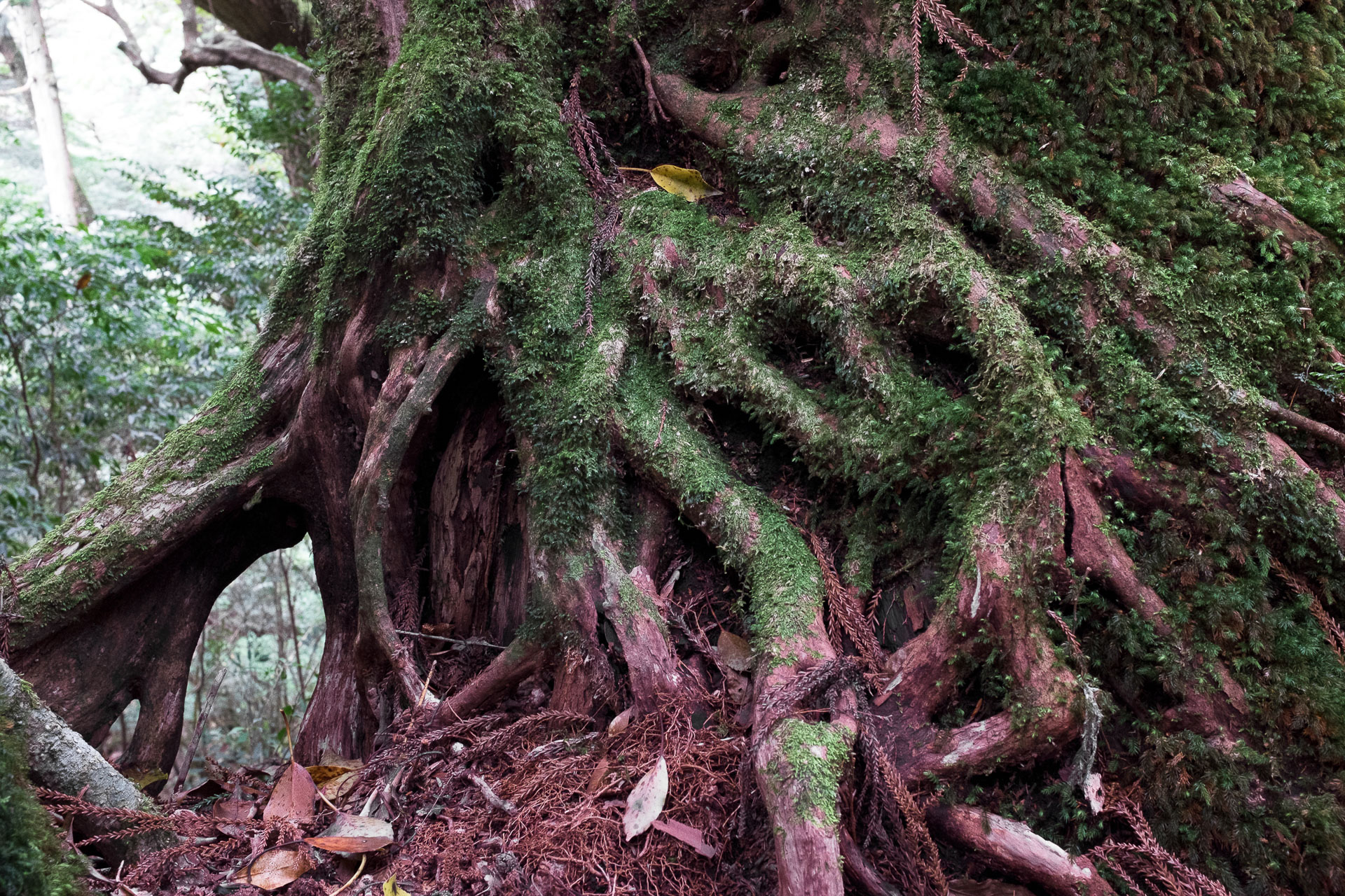 De Yakushima à Okinawa