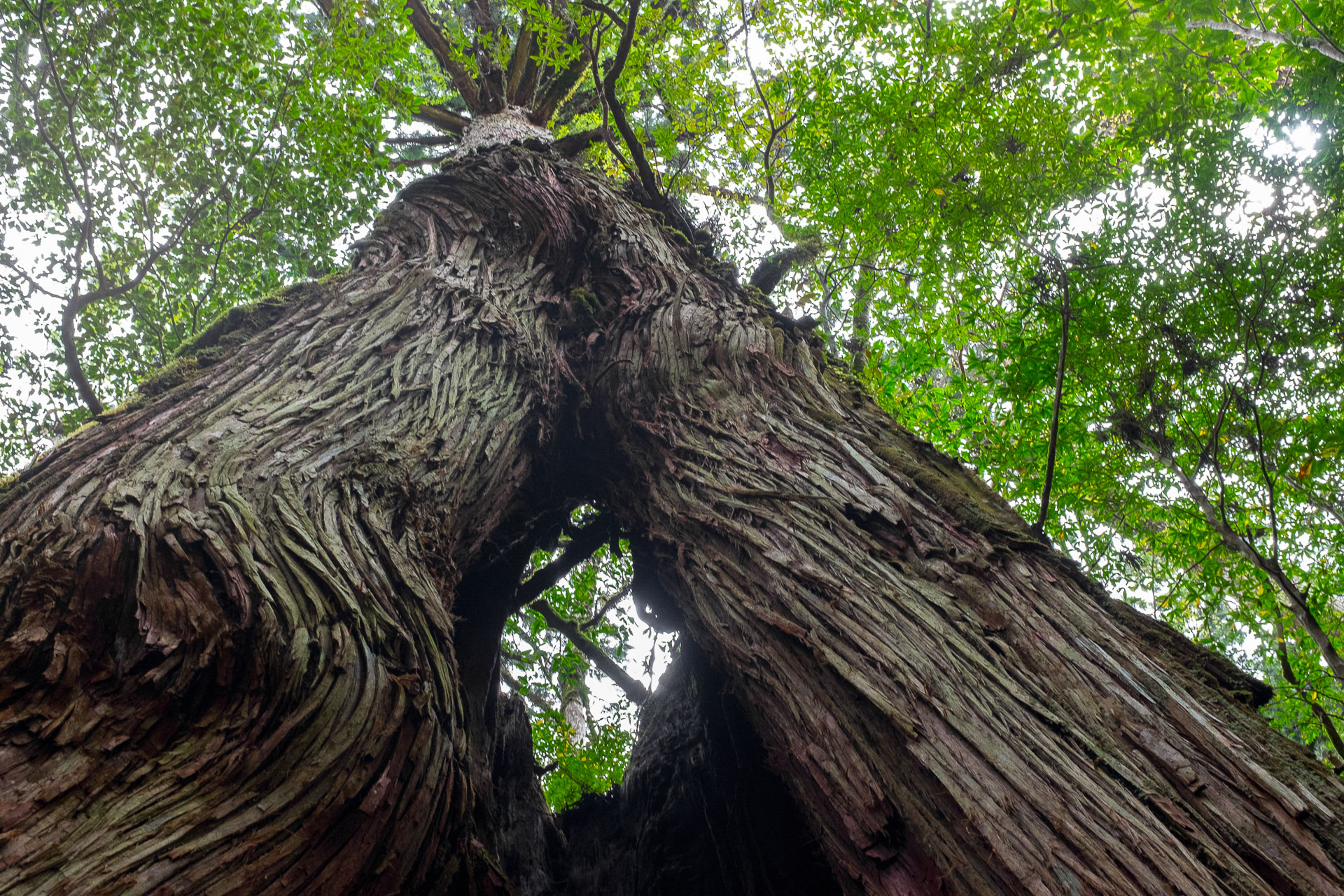 De Yakushima à Okinawa