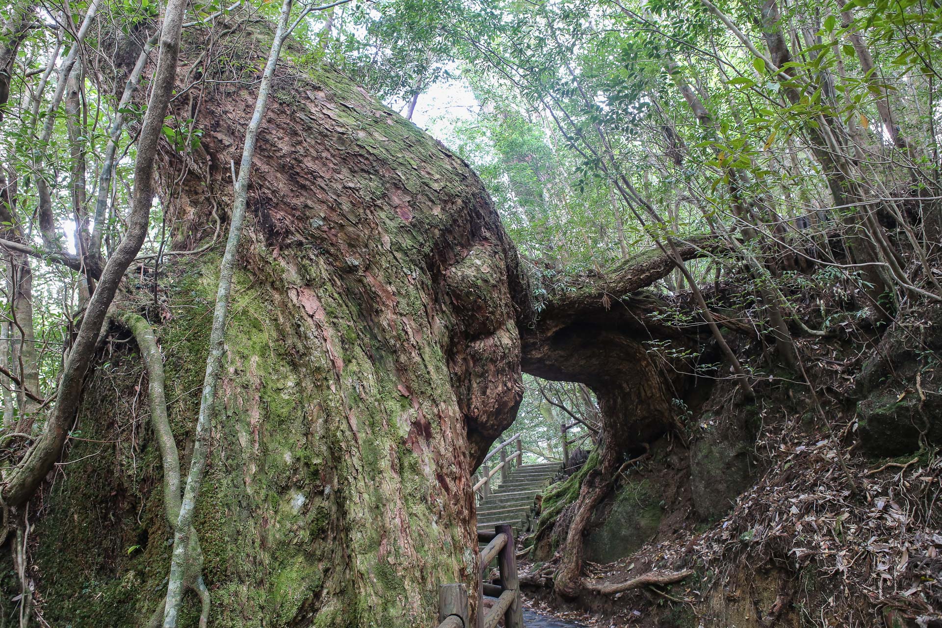 Kuguristsuga hemlock (pruche en français !)