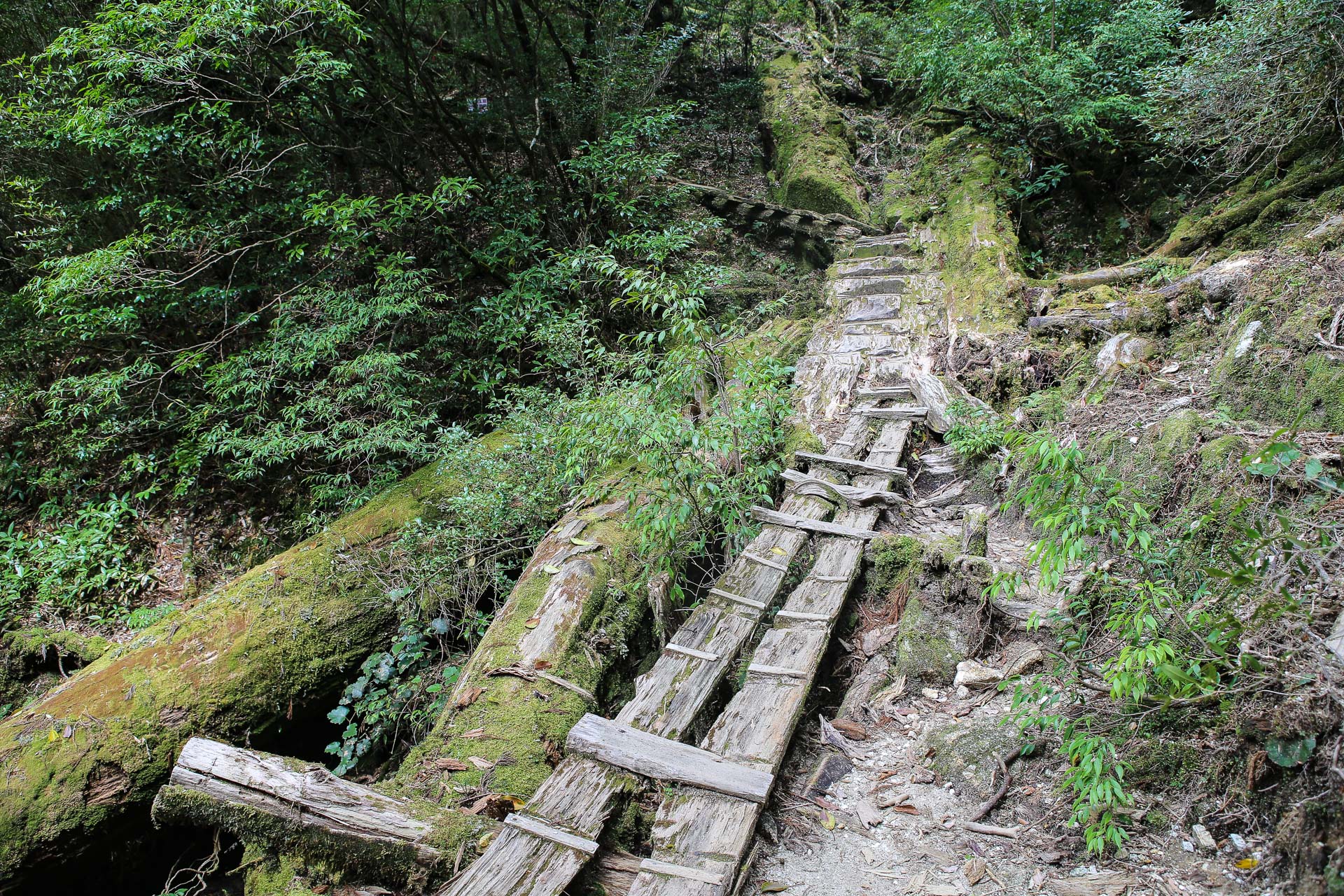 De Yakushima à Okinawa