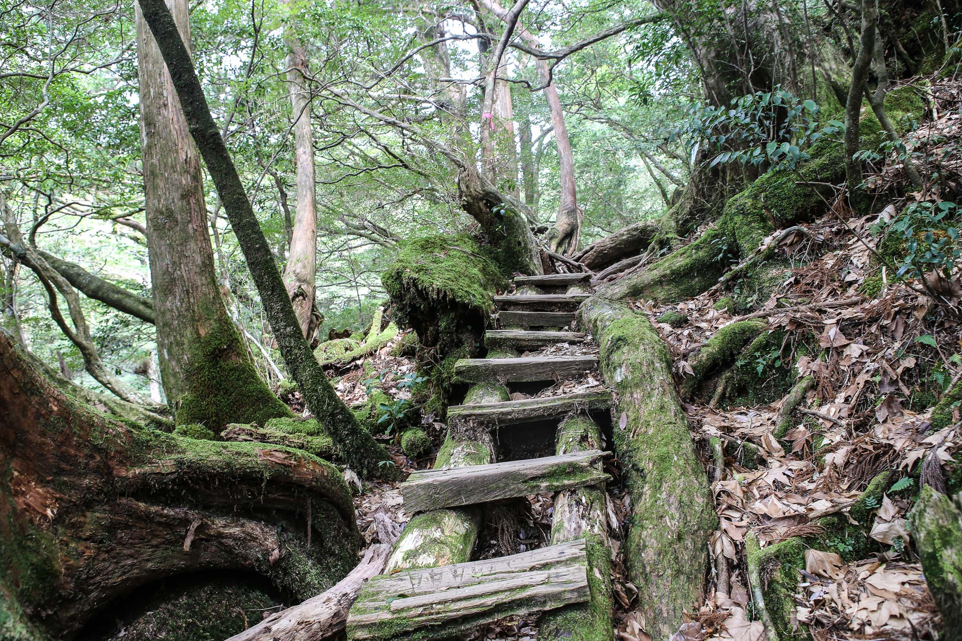 De Yakushima à Okinawa