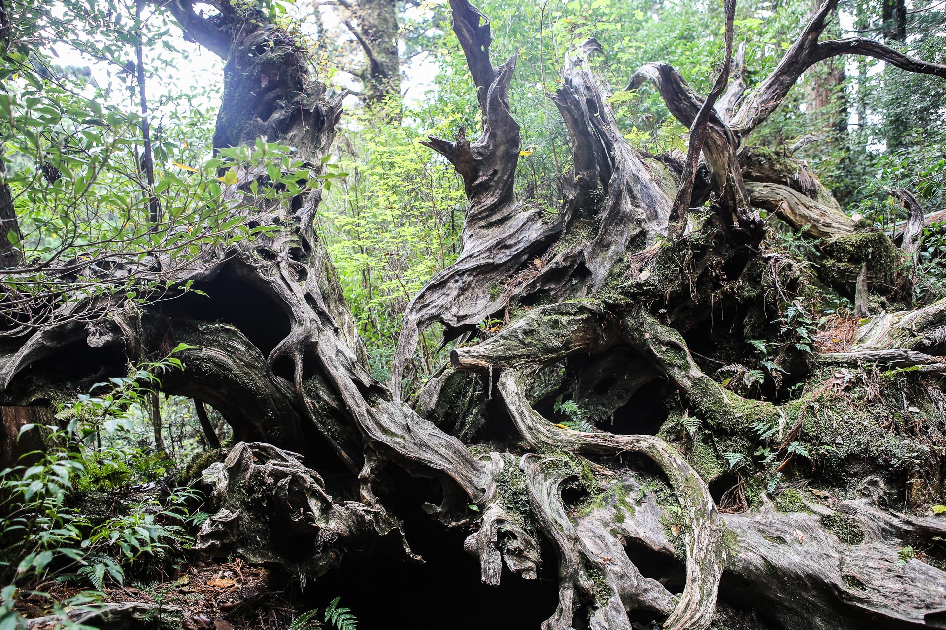 De Yakushima à Okinawa