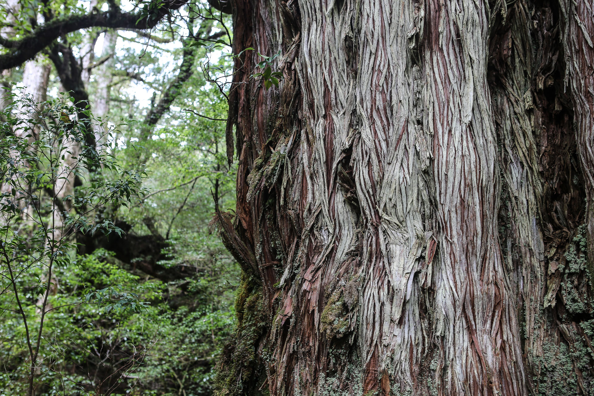 De Yakushima à Okinawa