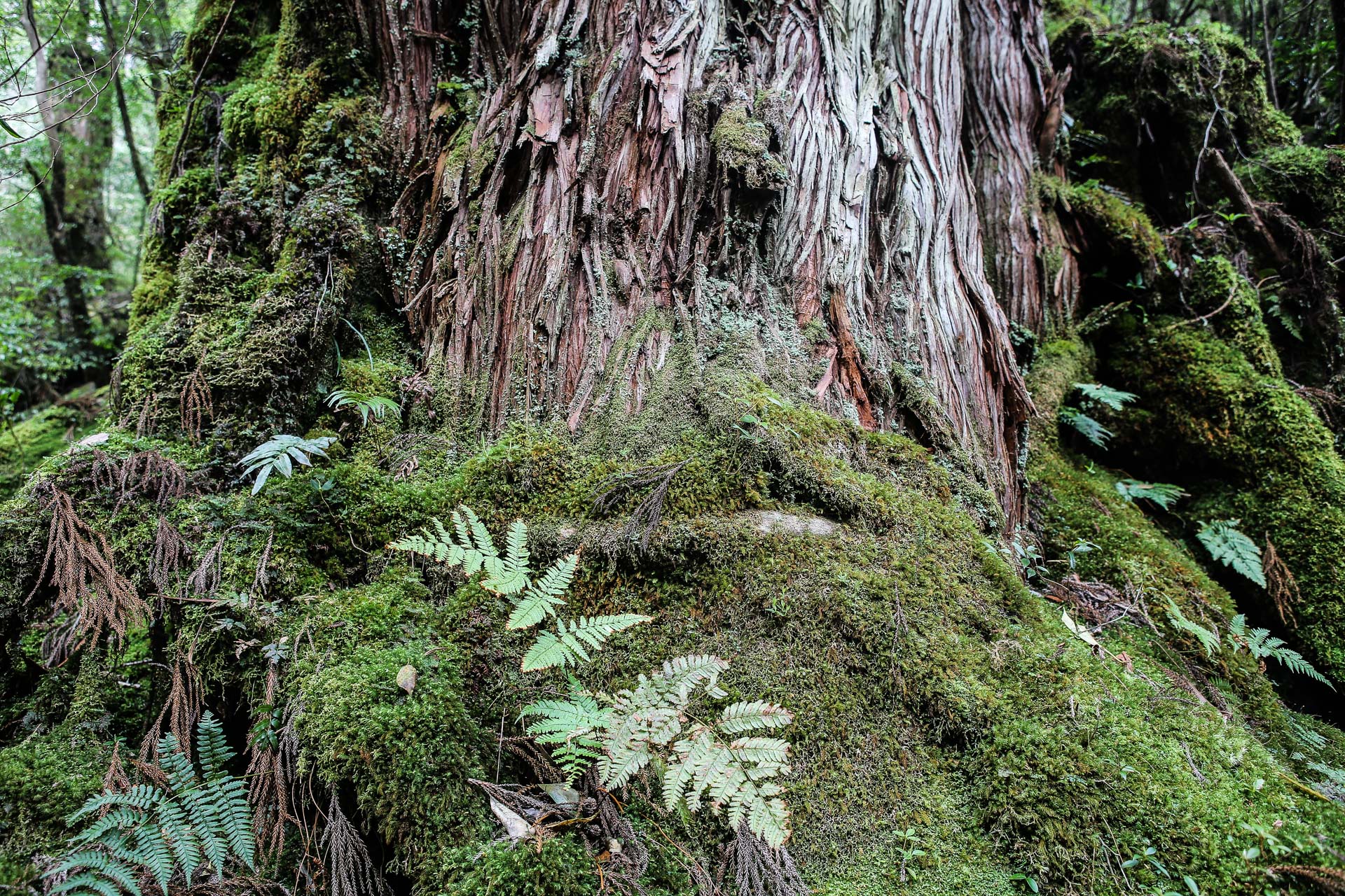 De Yakushima à Okinawa