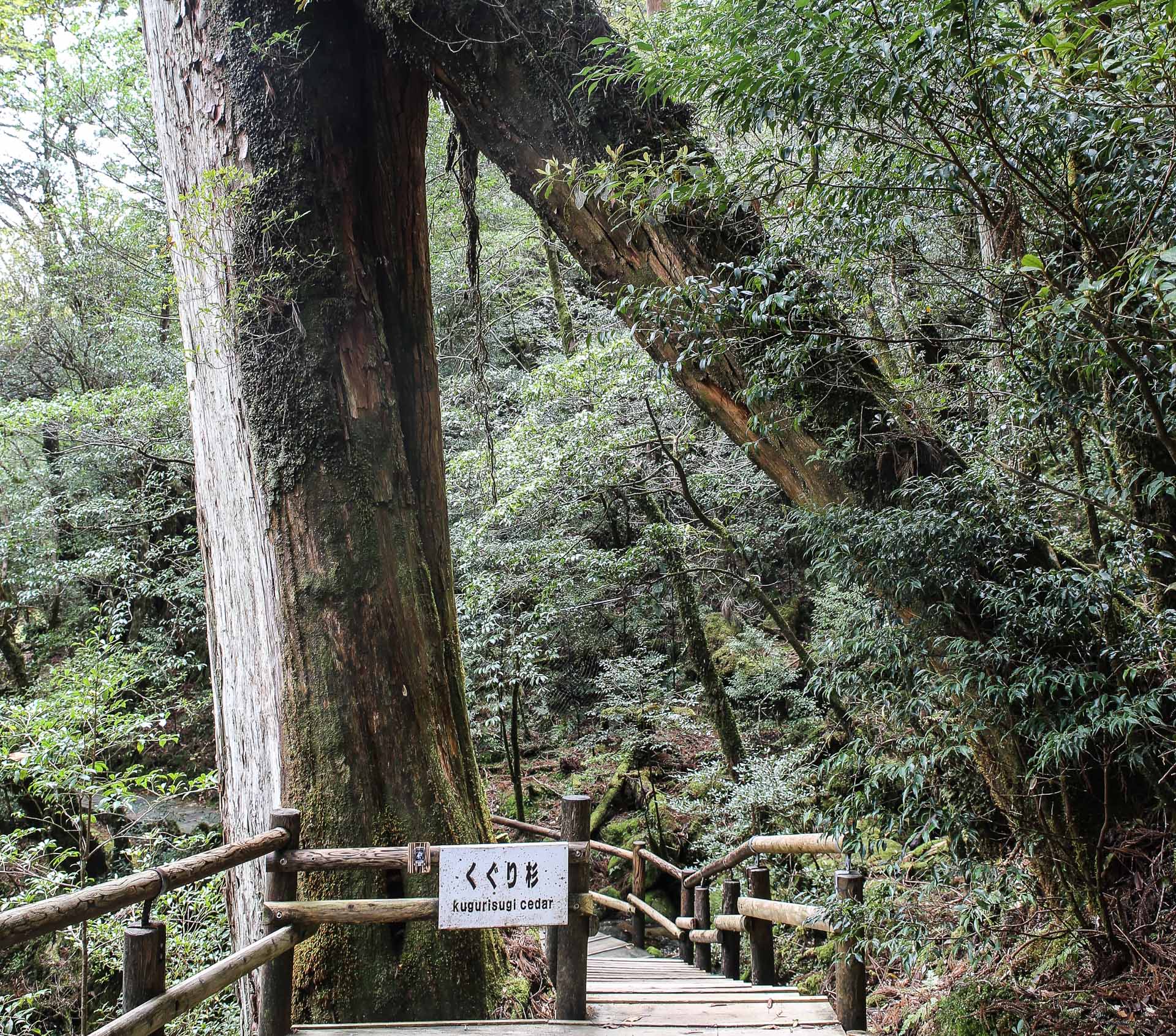 De Yakushima à Okinawa