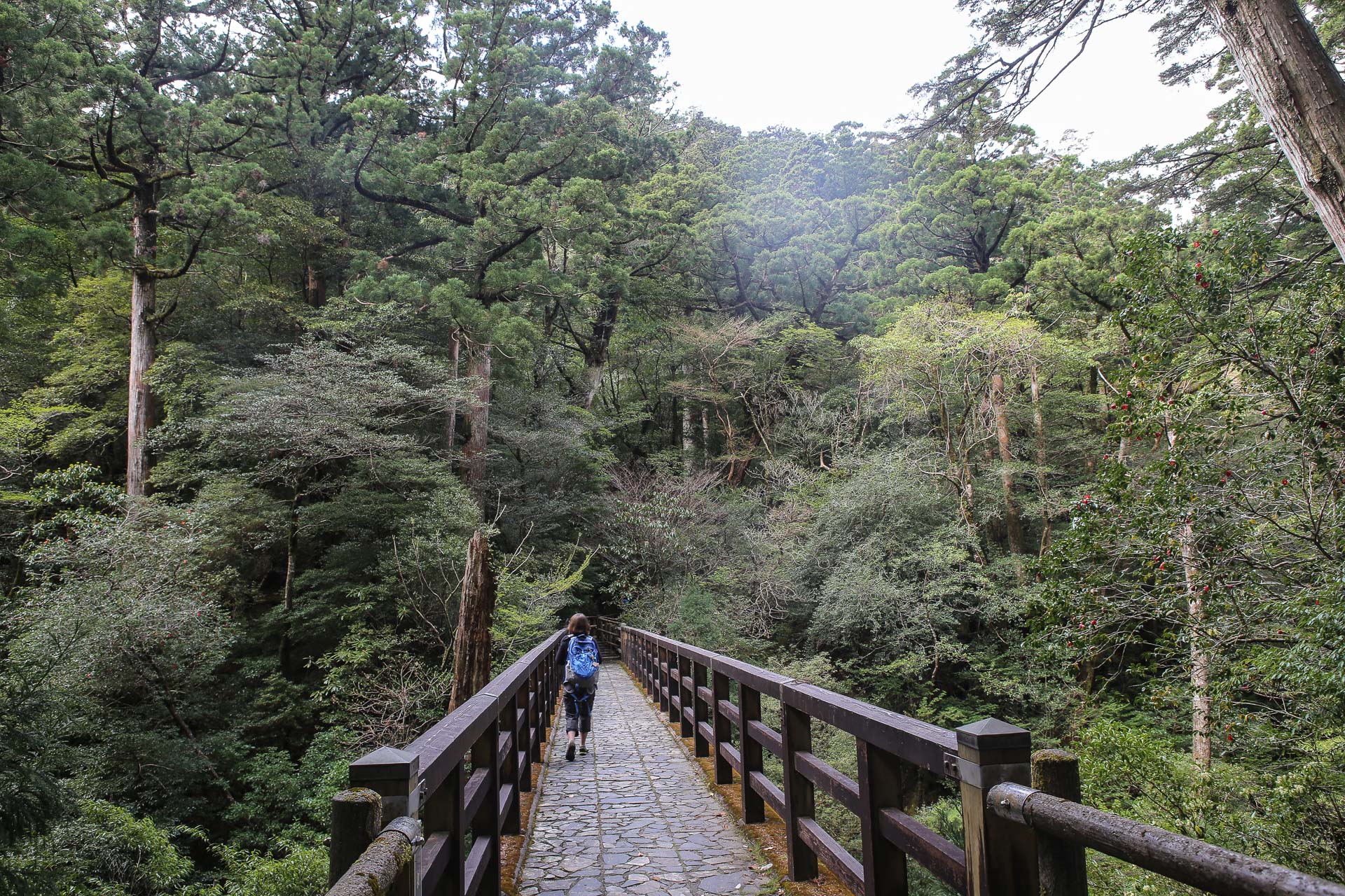 forêt de cèdres de Yakusugi