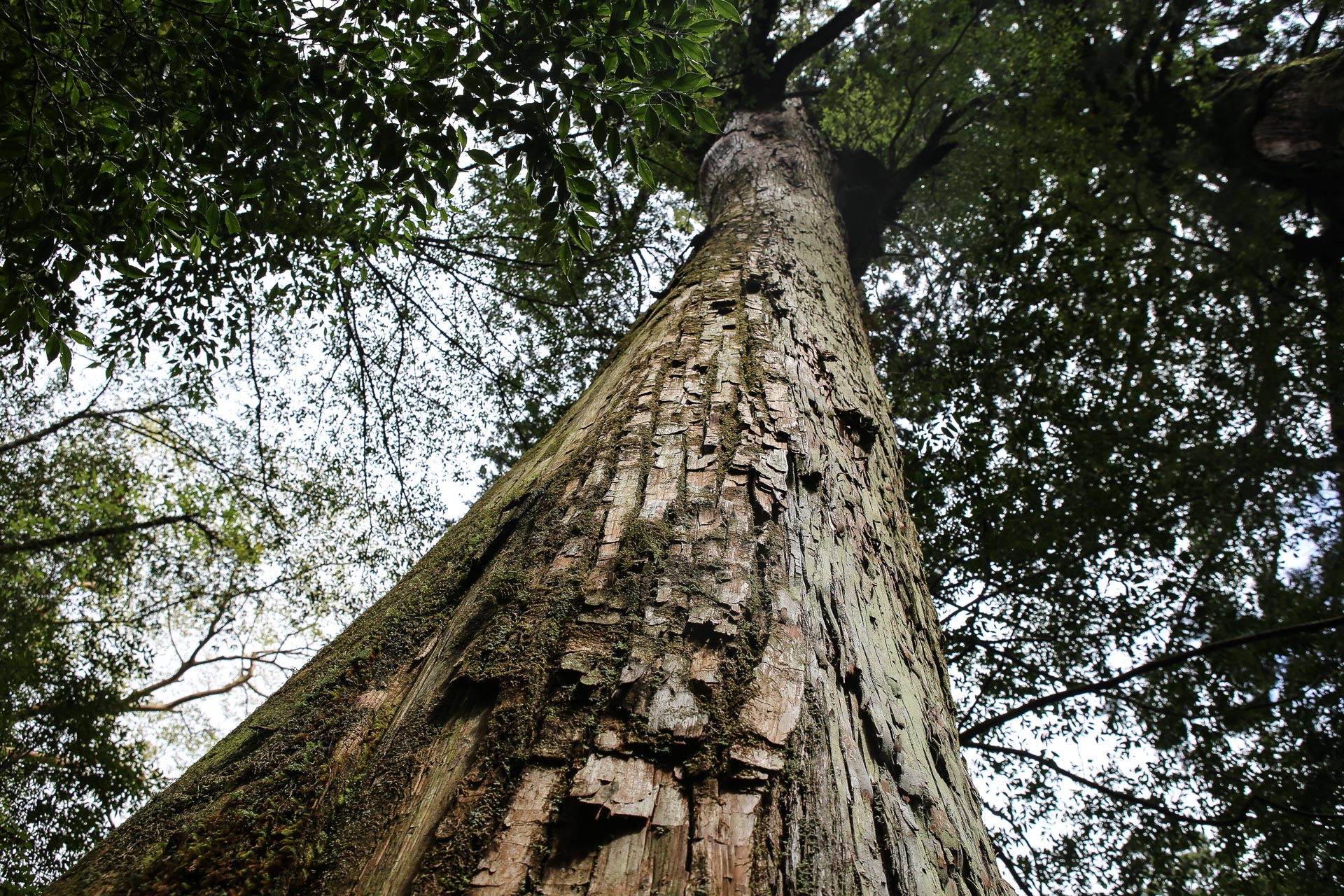 forêt de cèdres de Yakusugi