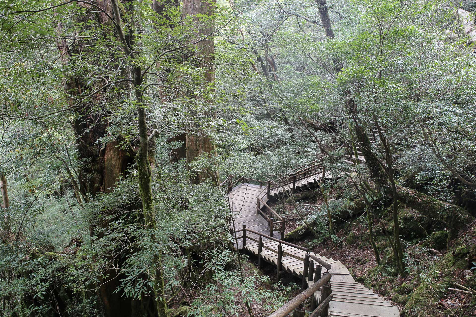 forêt de cèdres de Yakusugi