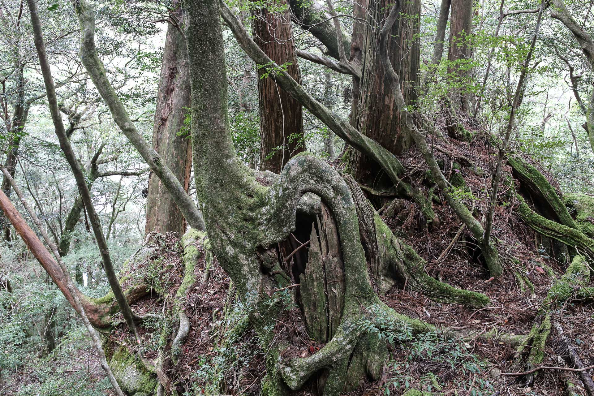 forêt de cèdres de Yakusugi