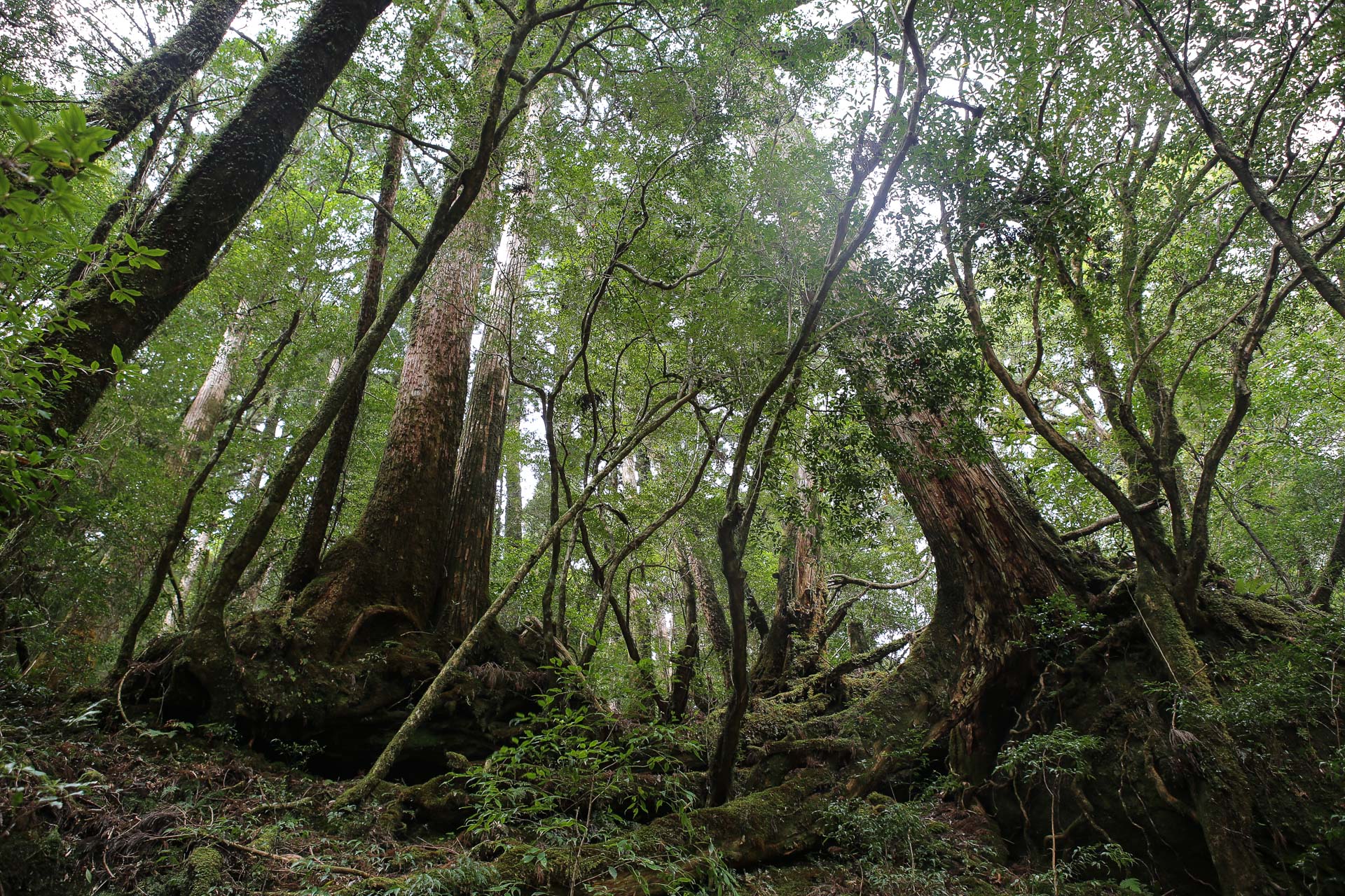 De Yakushima à Okinawa