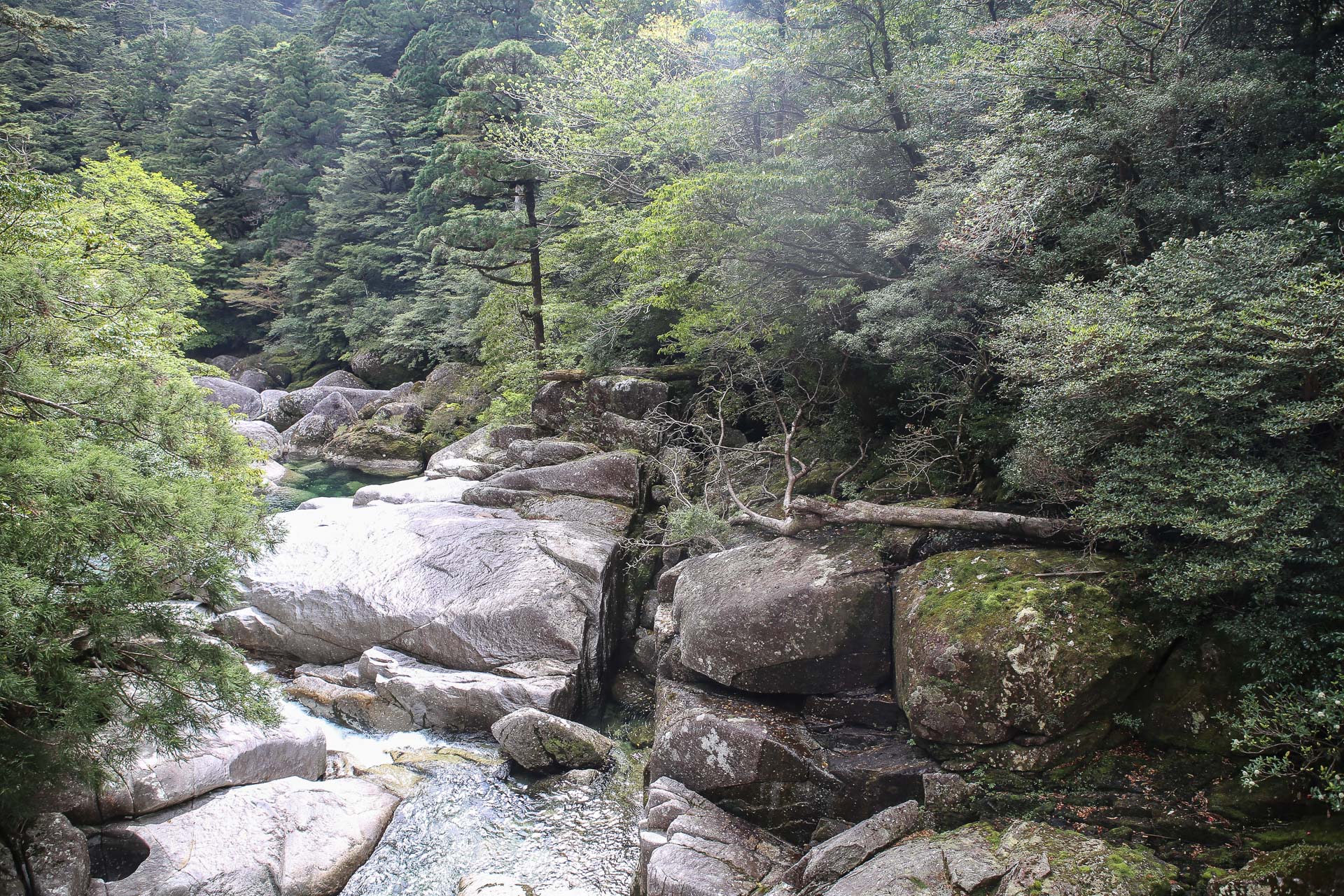 De Yakushima à Okinawa