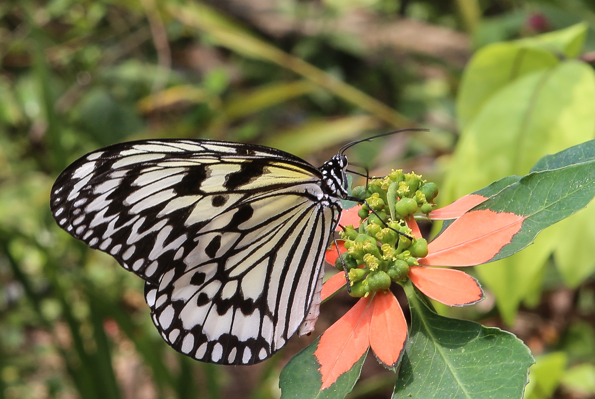 Paper Kite Butterfly