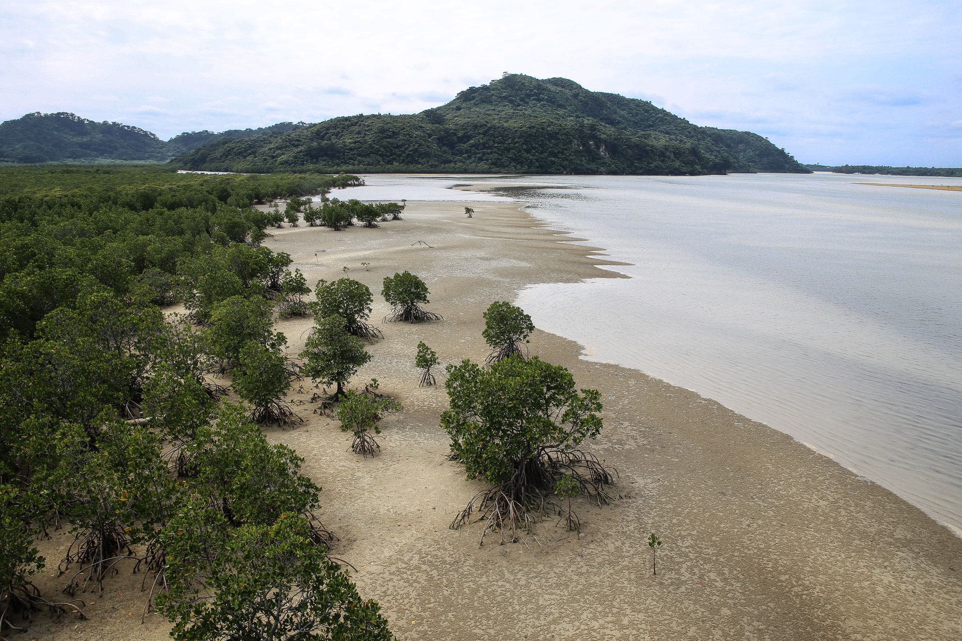 Mangrove yubu