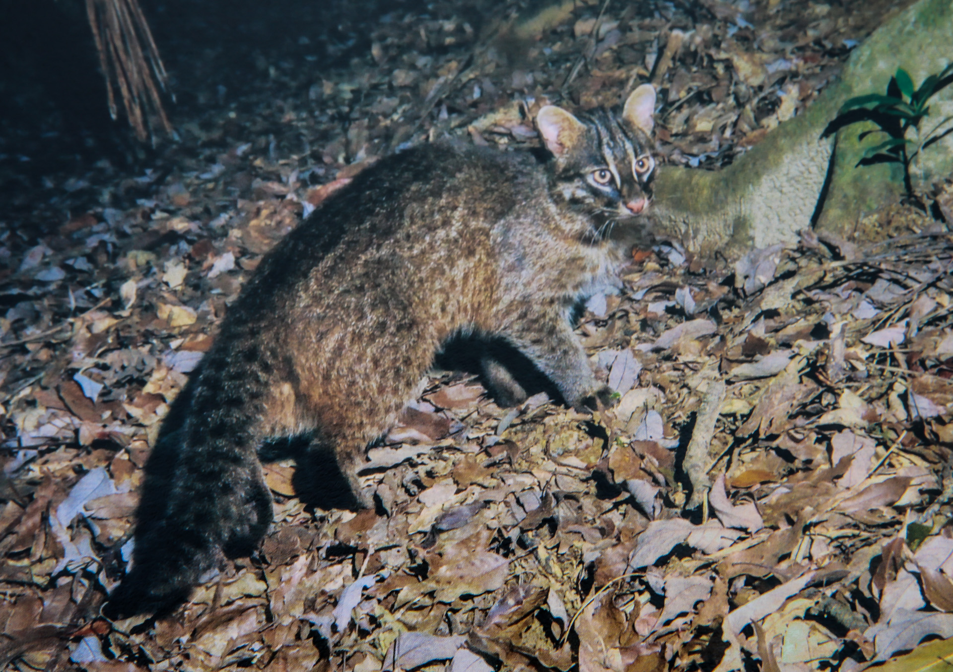  Prionailurus bengalensis iriomotensis », en d’autres termes le chat sauvage endémique