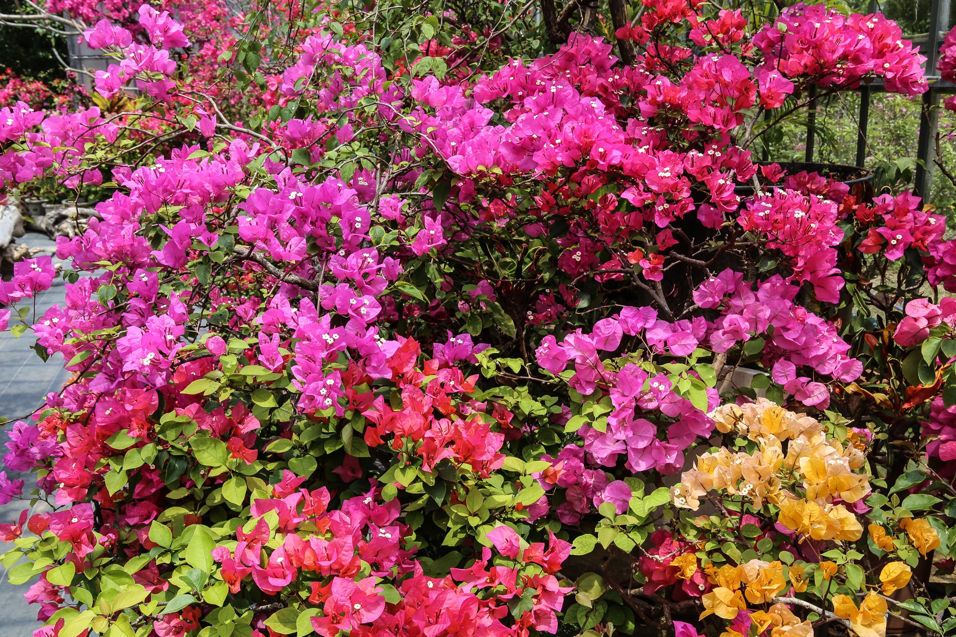Sur l’île de Yubu il y a un petit jardin botanique avec une serre remplie de bougainvilliers