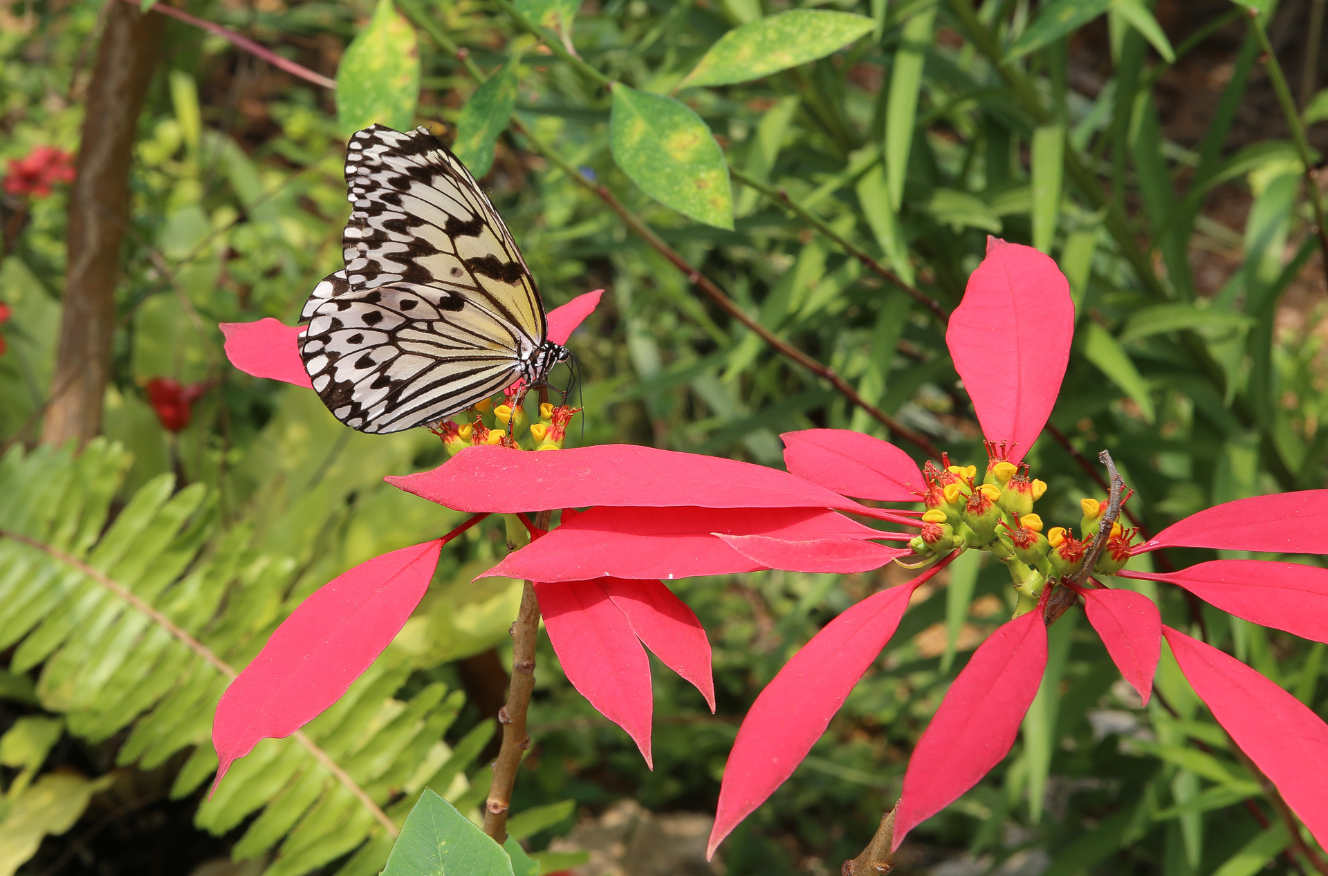 serre abrite une colonie de Paper Kite Butterflies 