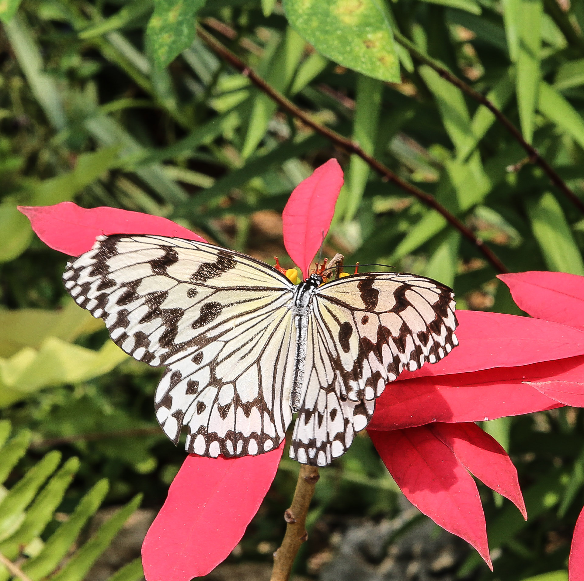 Paper Kite Butterfly