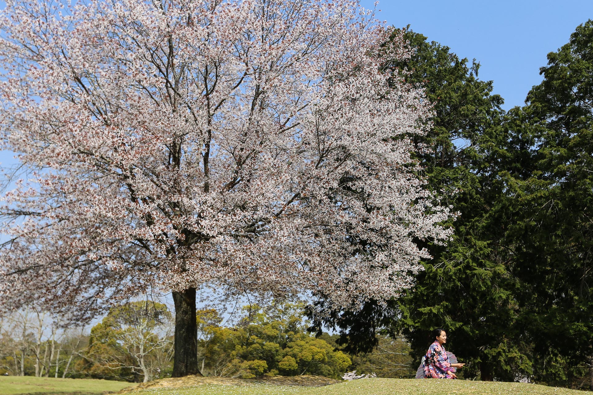 Sakura