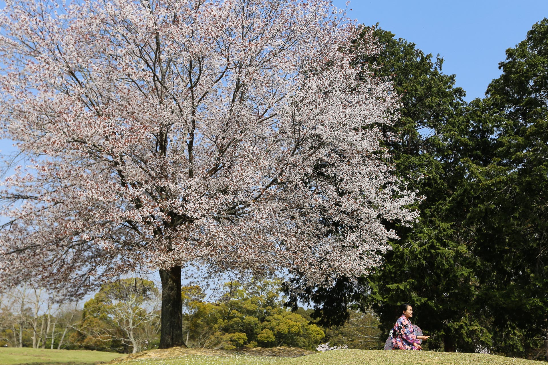 Sakura