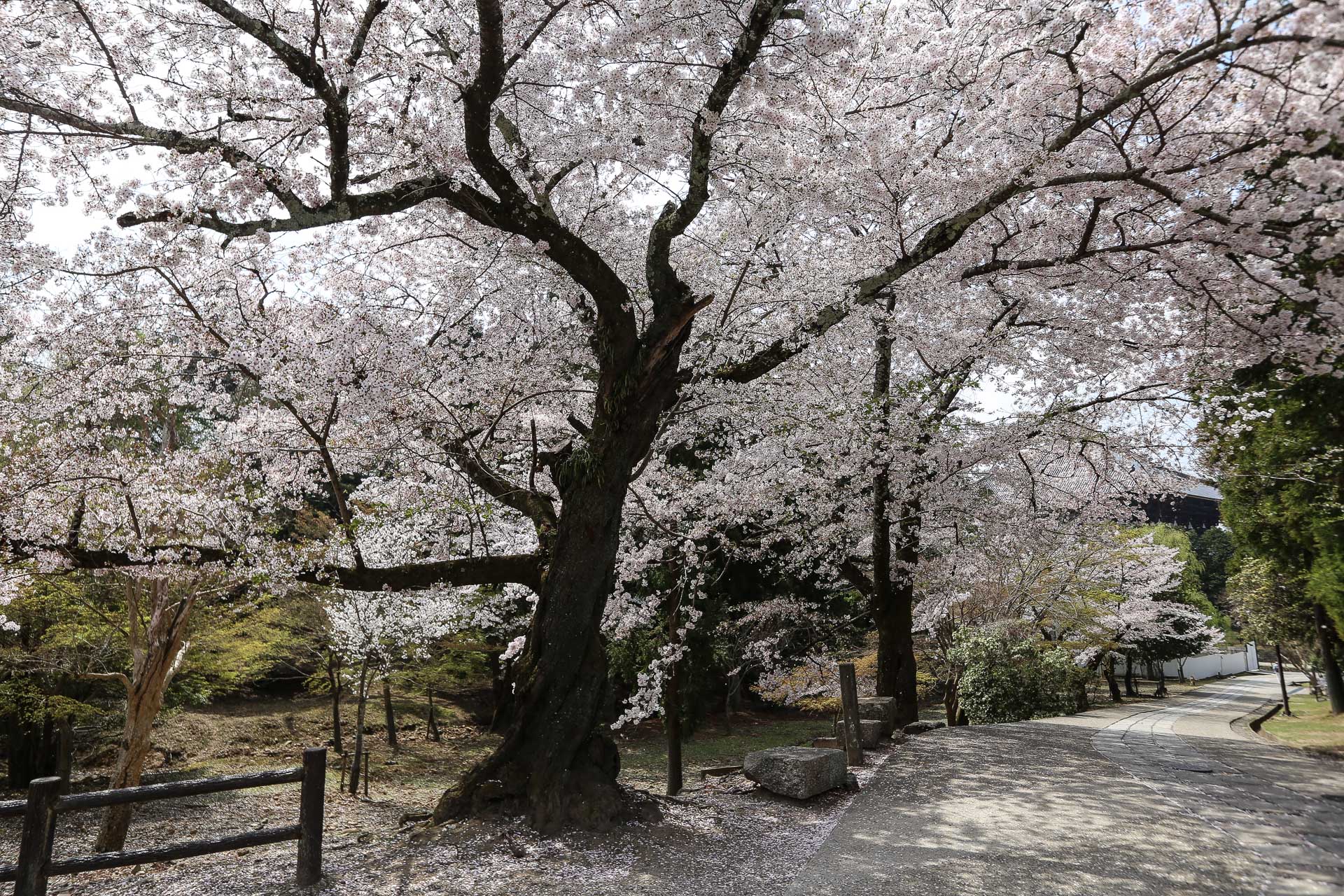 Chemin bucolique conduisant au Tôdai-ji